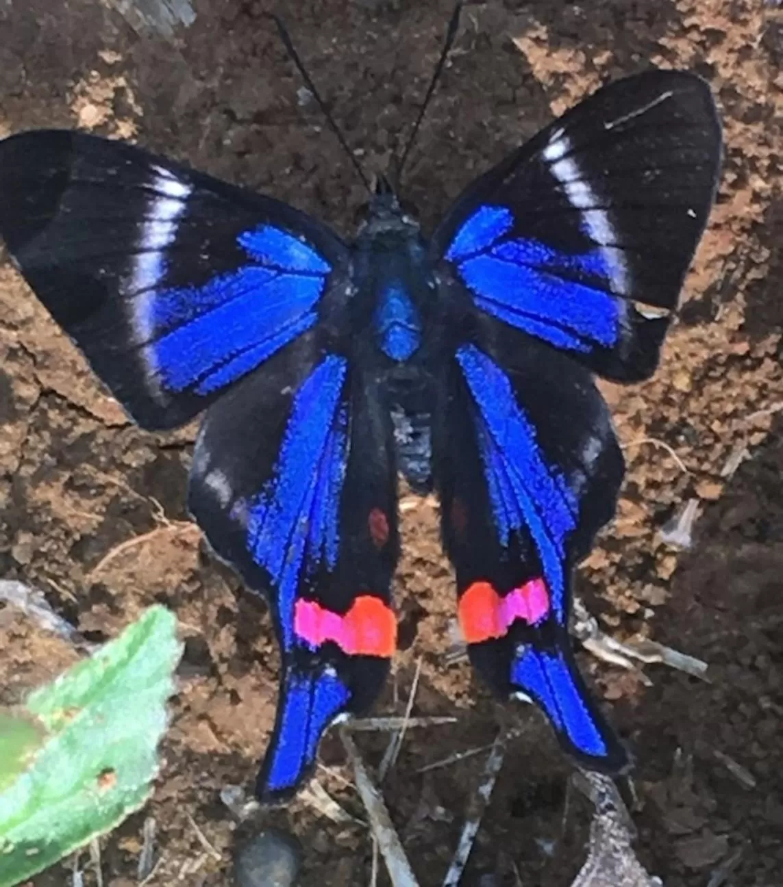 Animals in Finca San Pedro
