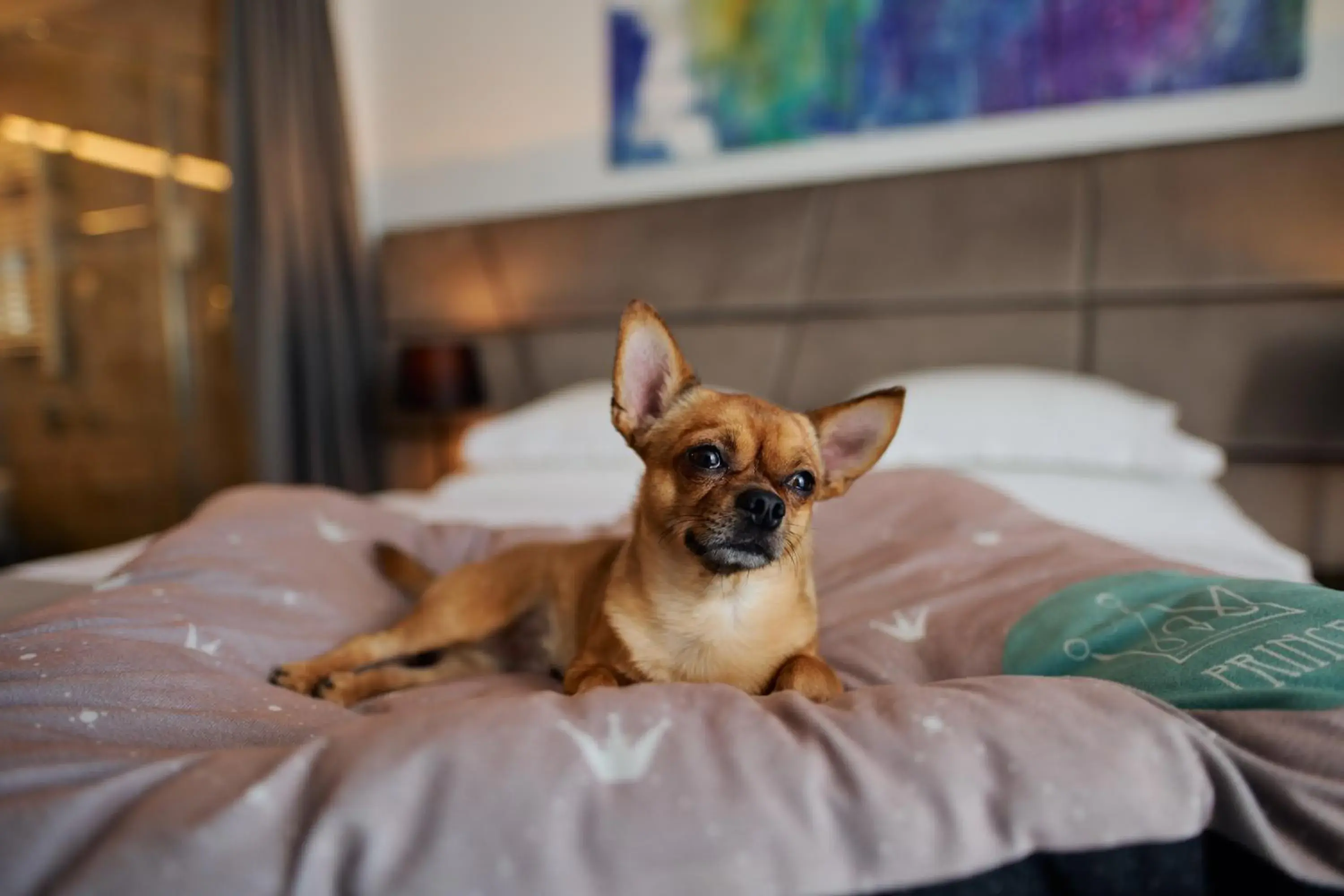 Bed, Pets in Hotel Paris