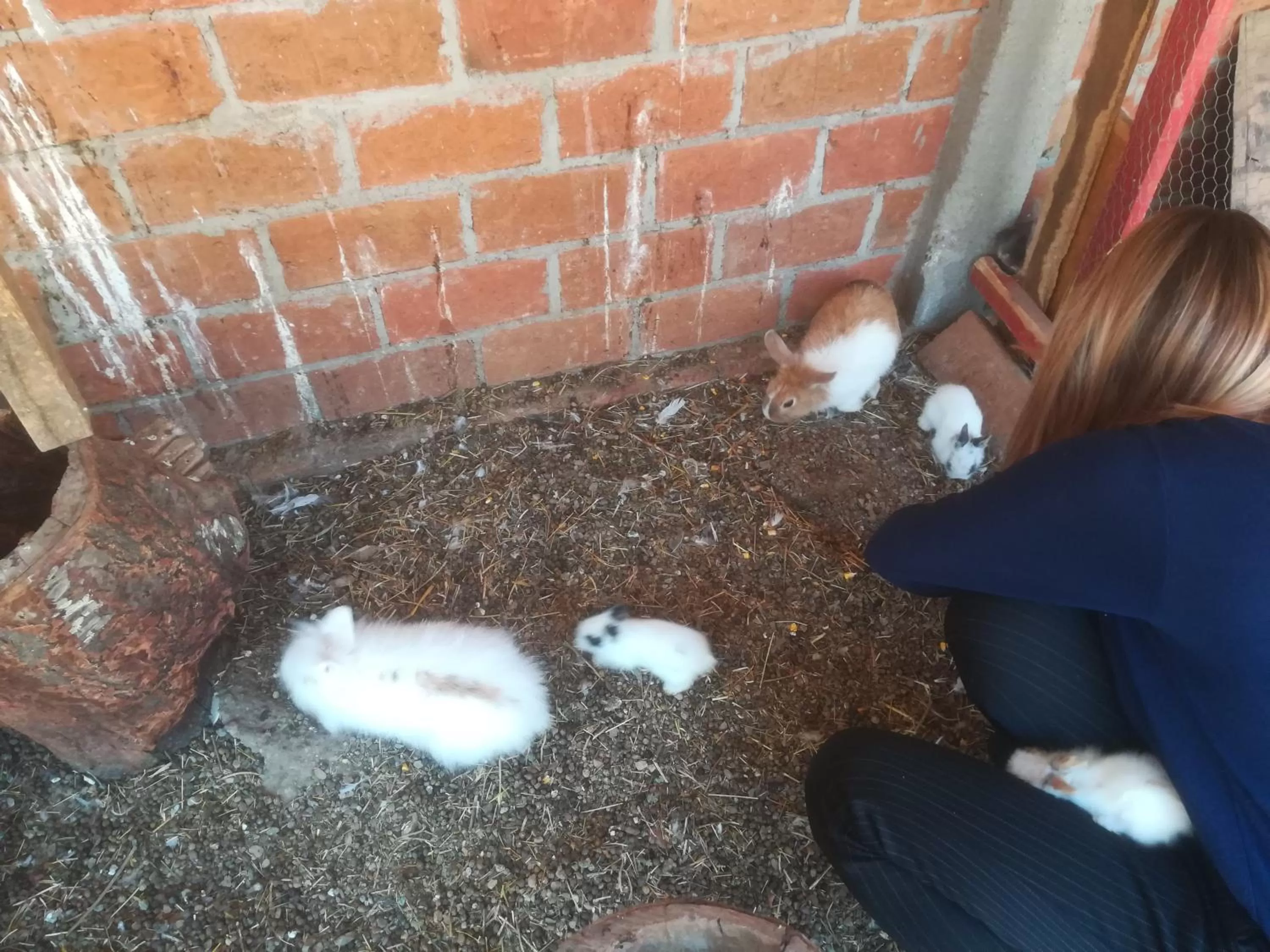 Animals in Etno selo Vile Jefimija, selo Preobrazenje, Vranje