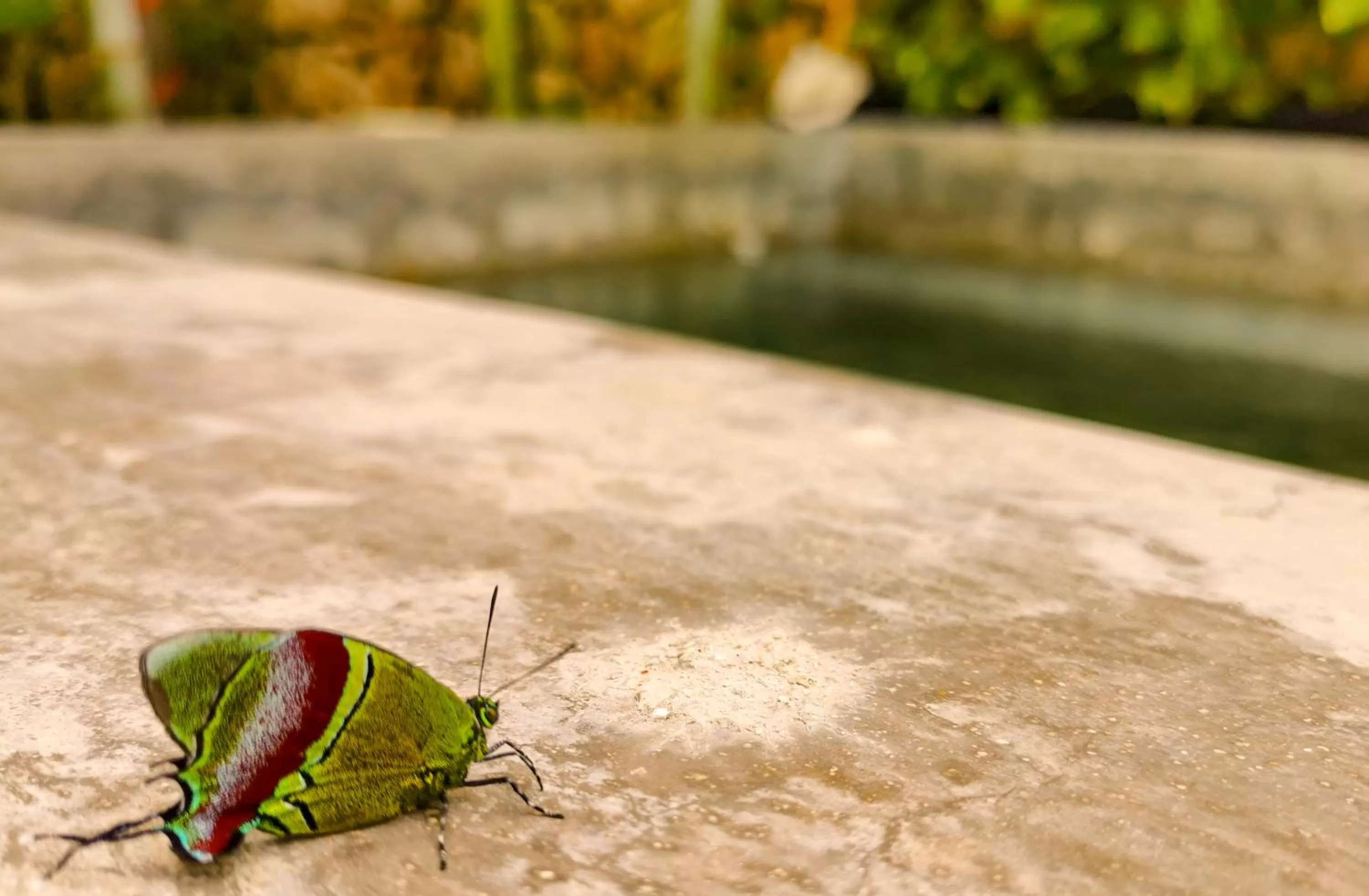 Animals, Swimming Pool in Les Suites Calle 2 by Galian