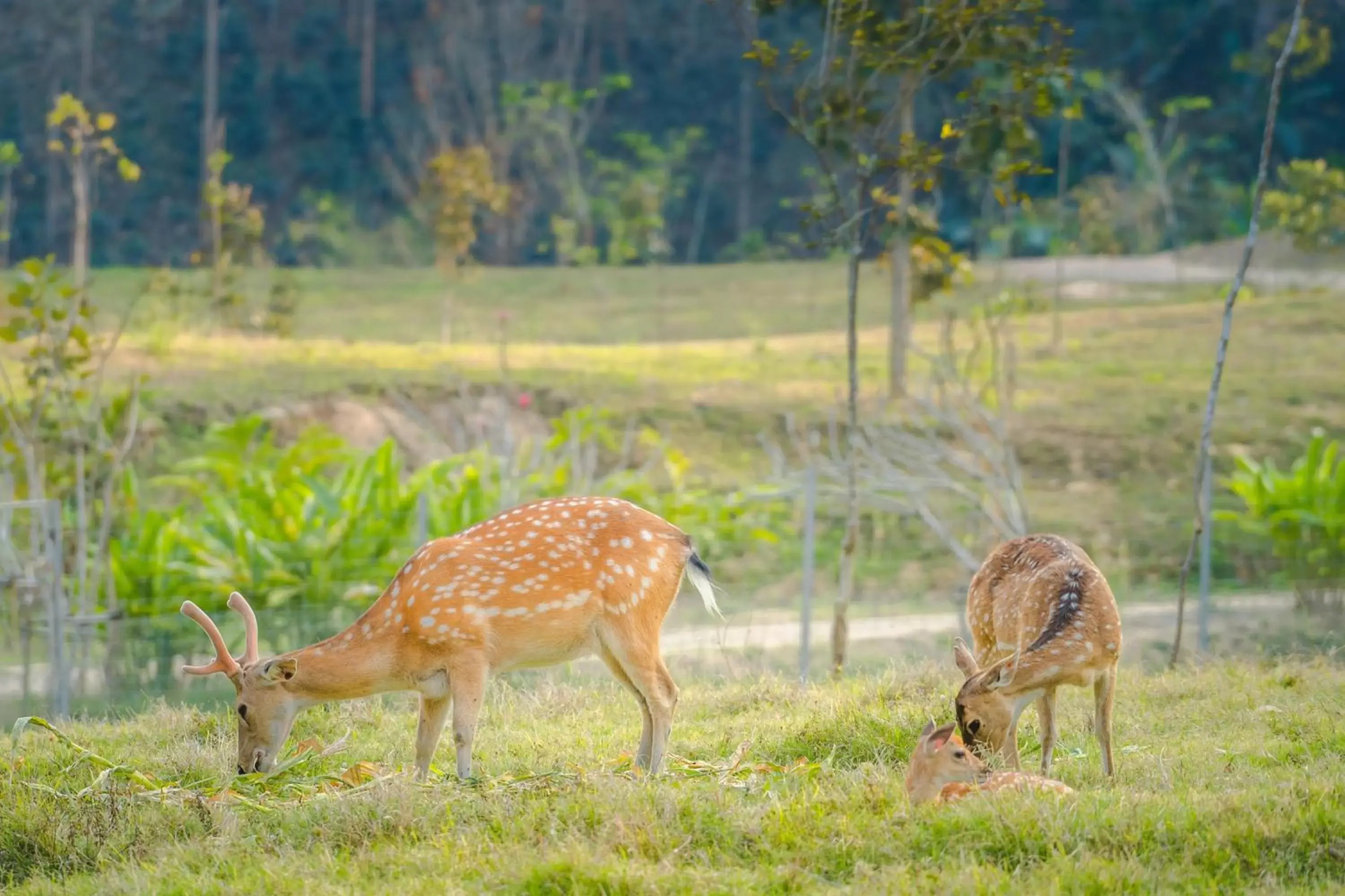 Natural landscape, Other Animals in Katiliya Mountain Resort And Spa