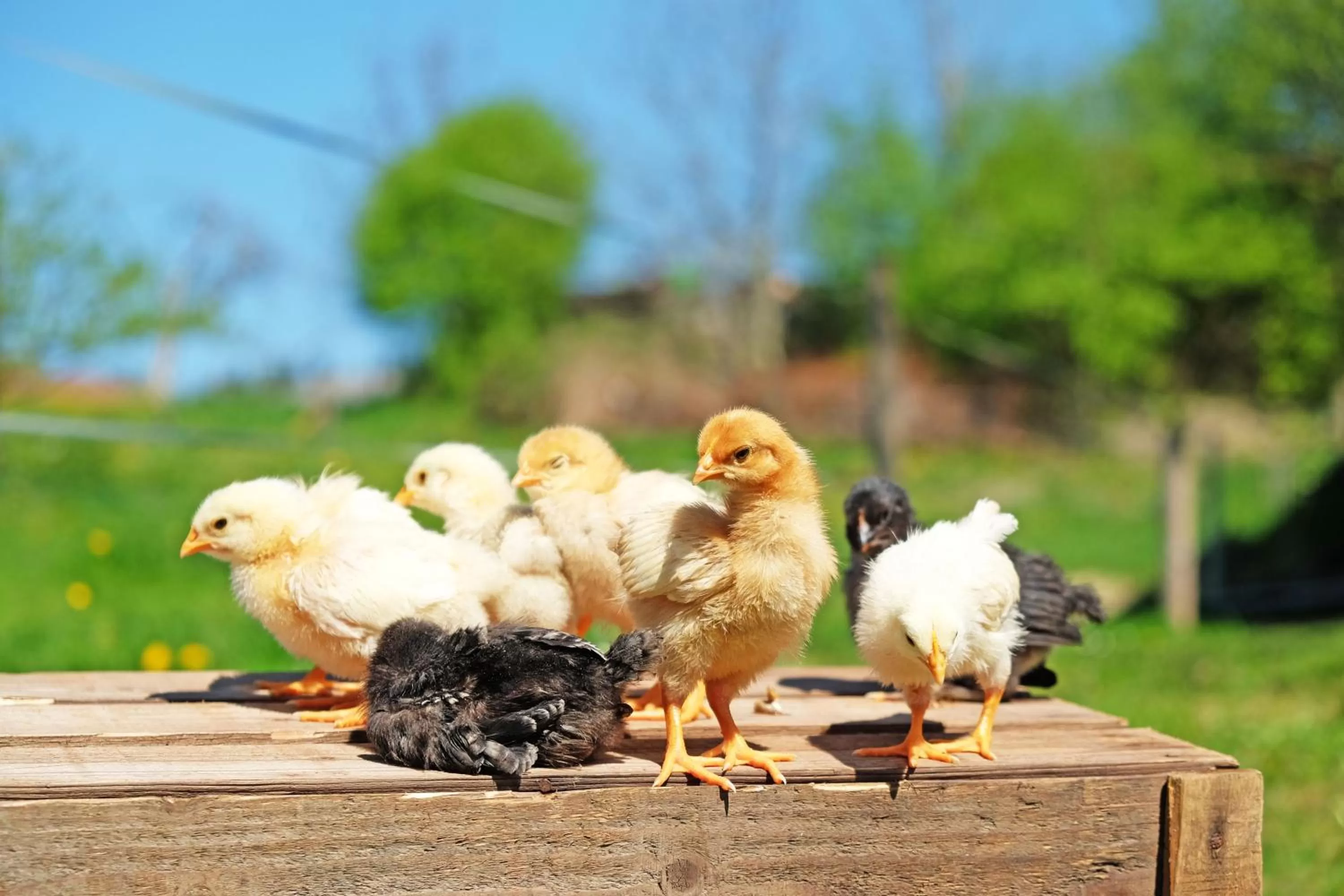 Animals in Gasthaus zum Bauernhof