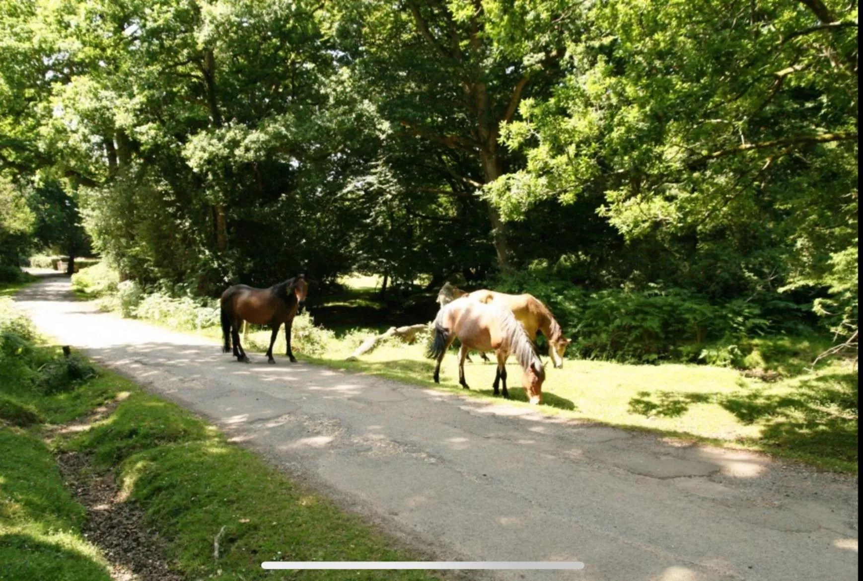 Other Animals in Holbury B&B