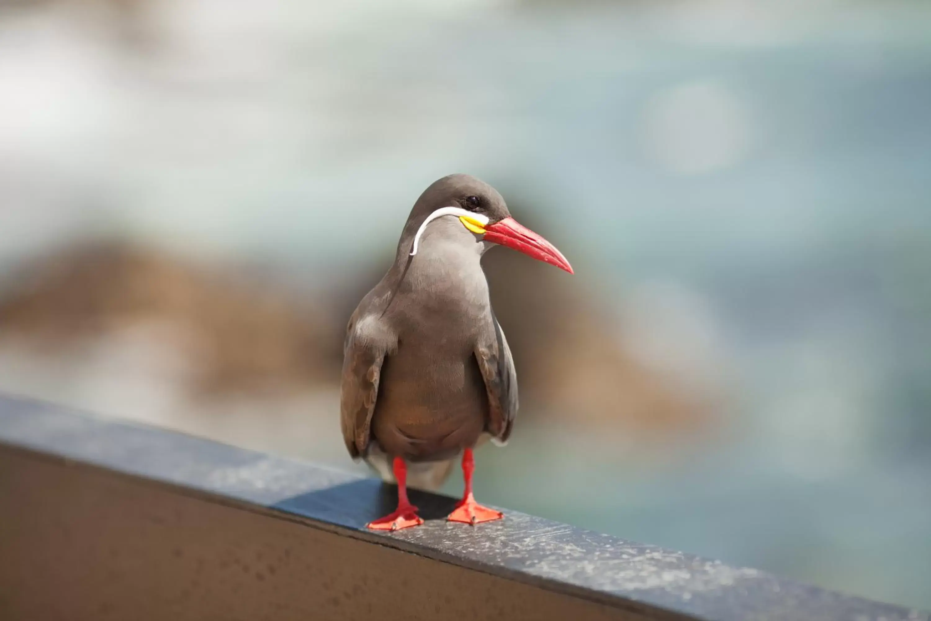 Balcony/Terrace, Other Animals in Hotel Oceanic