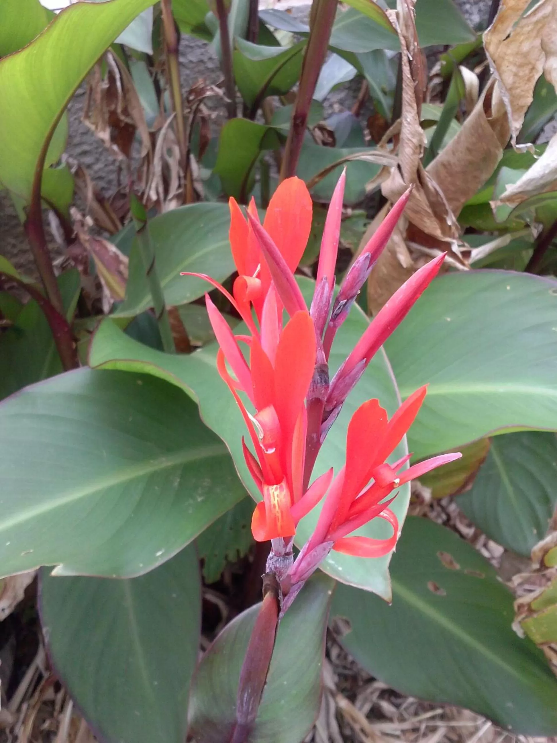 Garden in B&B La Casa Bianca di Porto Conte