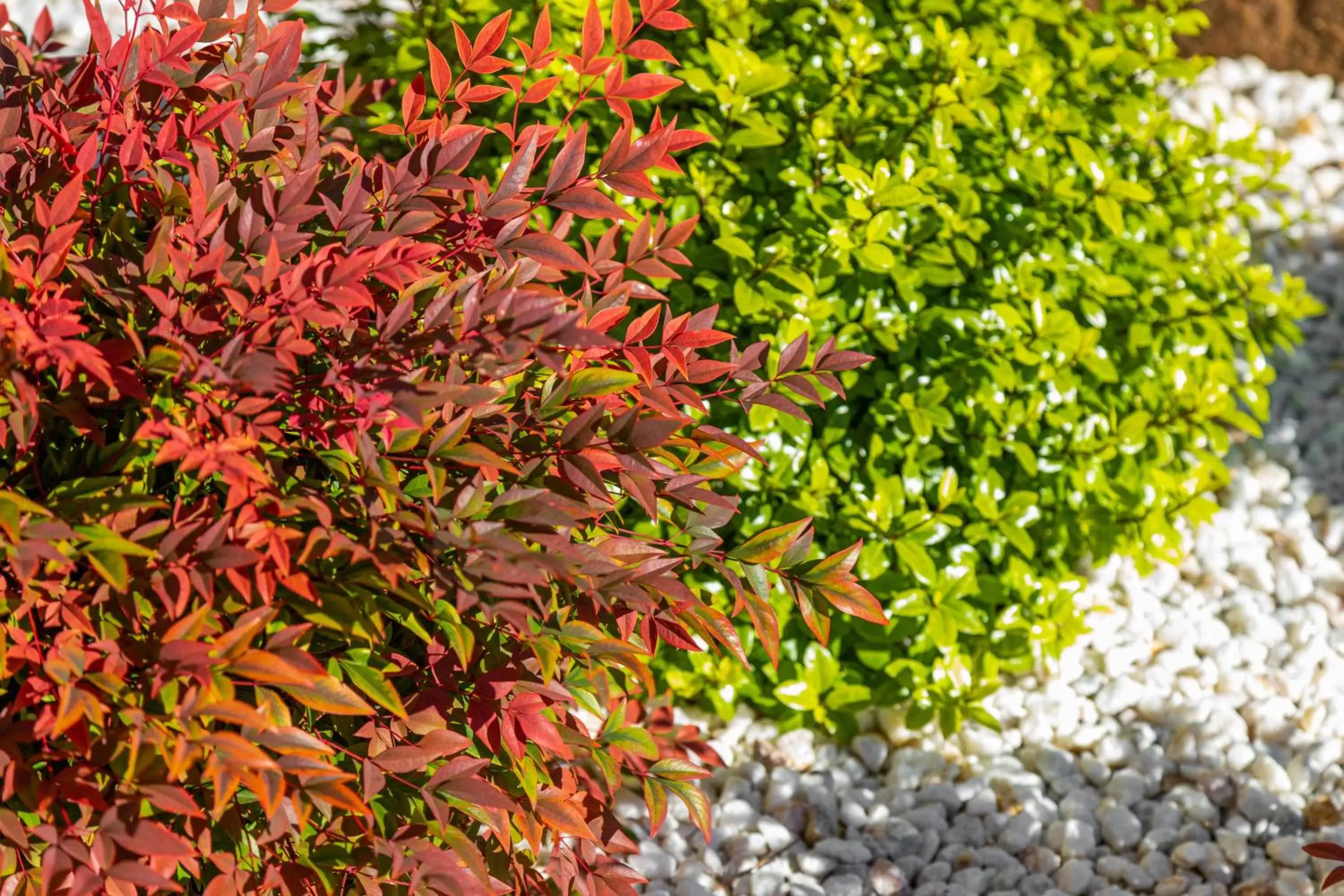 Garden in Presidential Motel