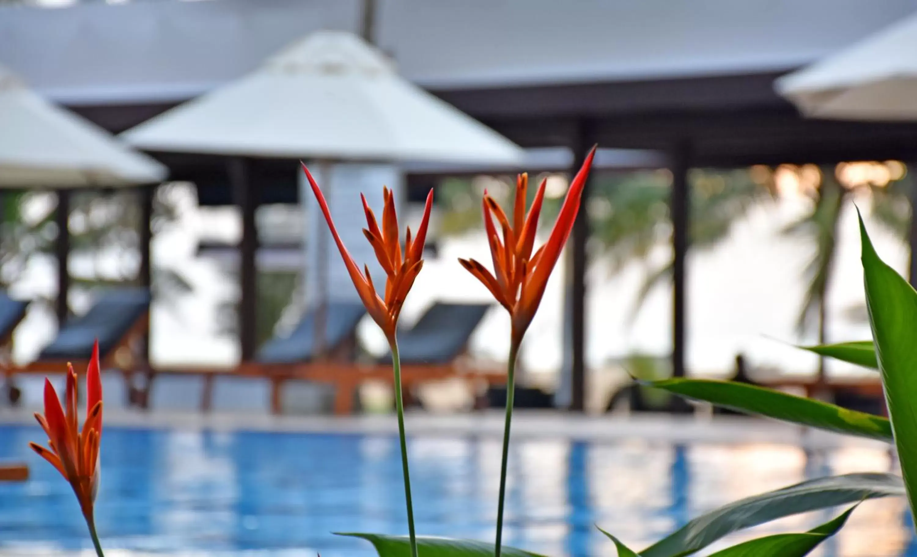 Swimming Pool in Goldi Sands Hotel