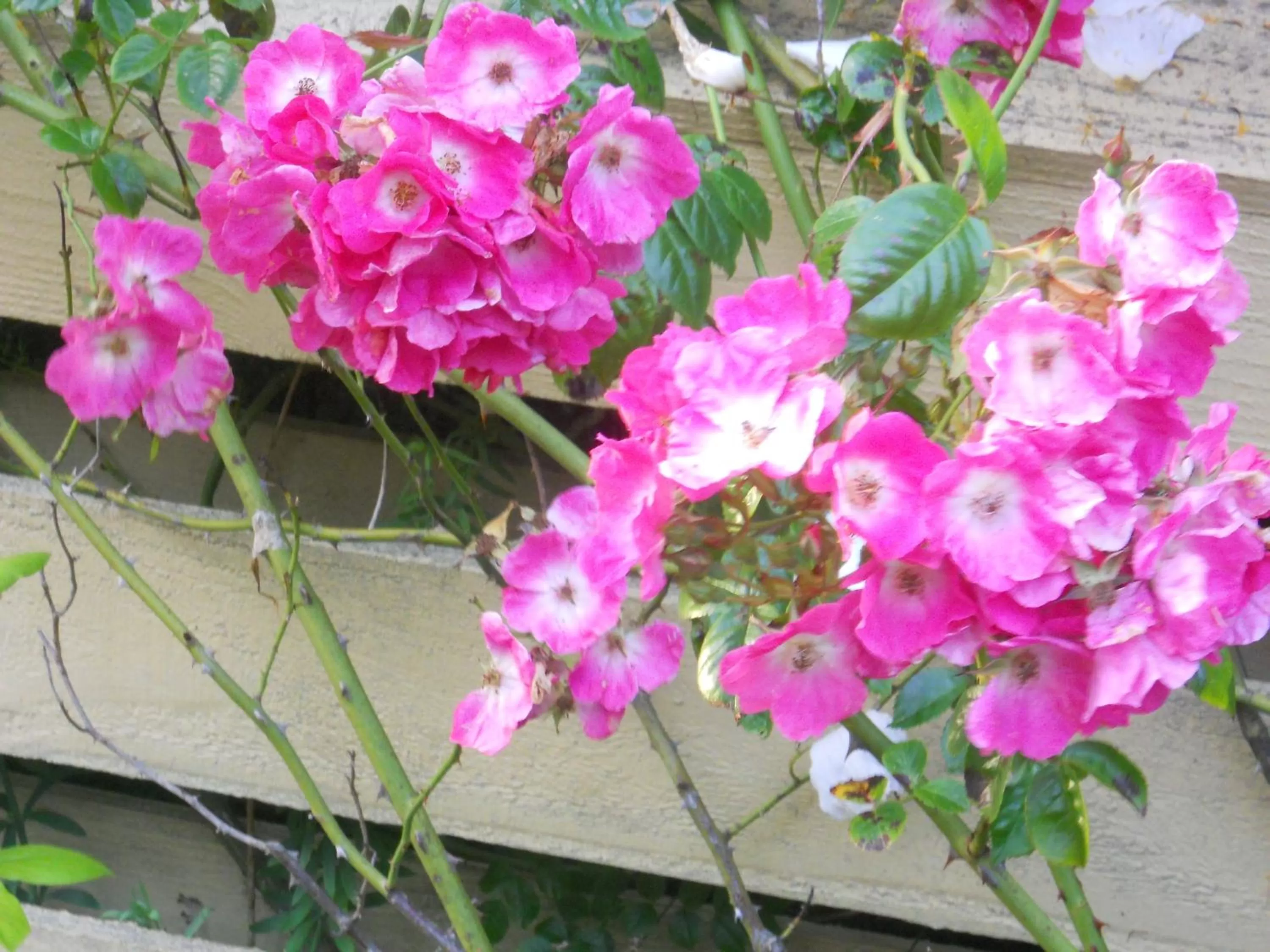 Facade/entrance in Hill House Inn