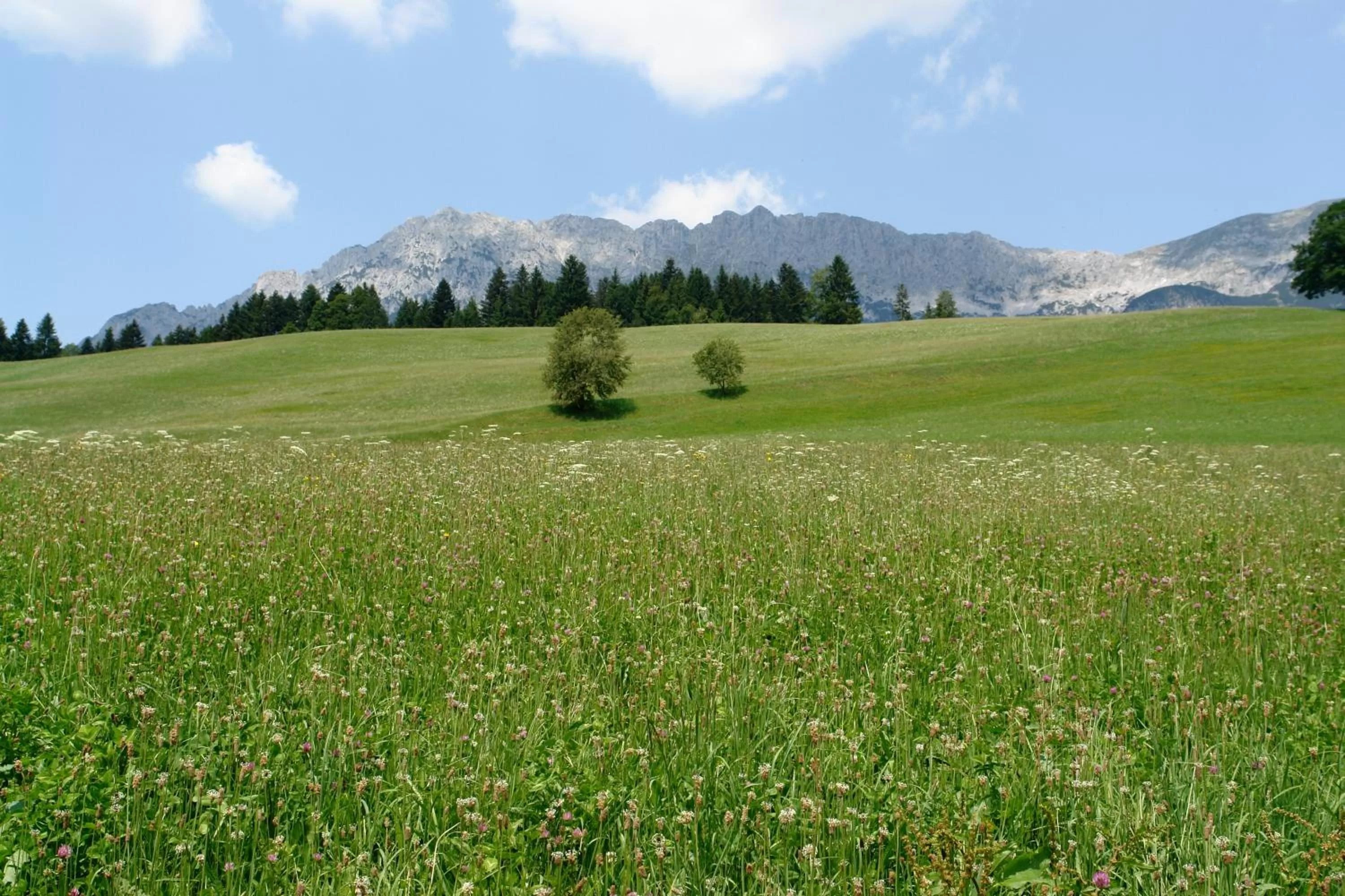 Area and facilities in Hotel Gamshof