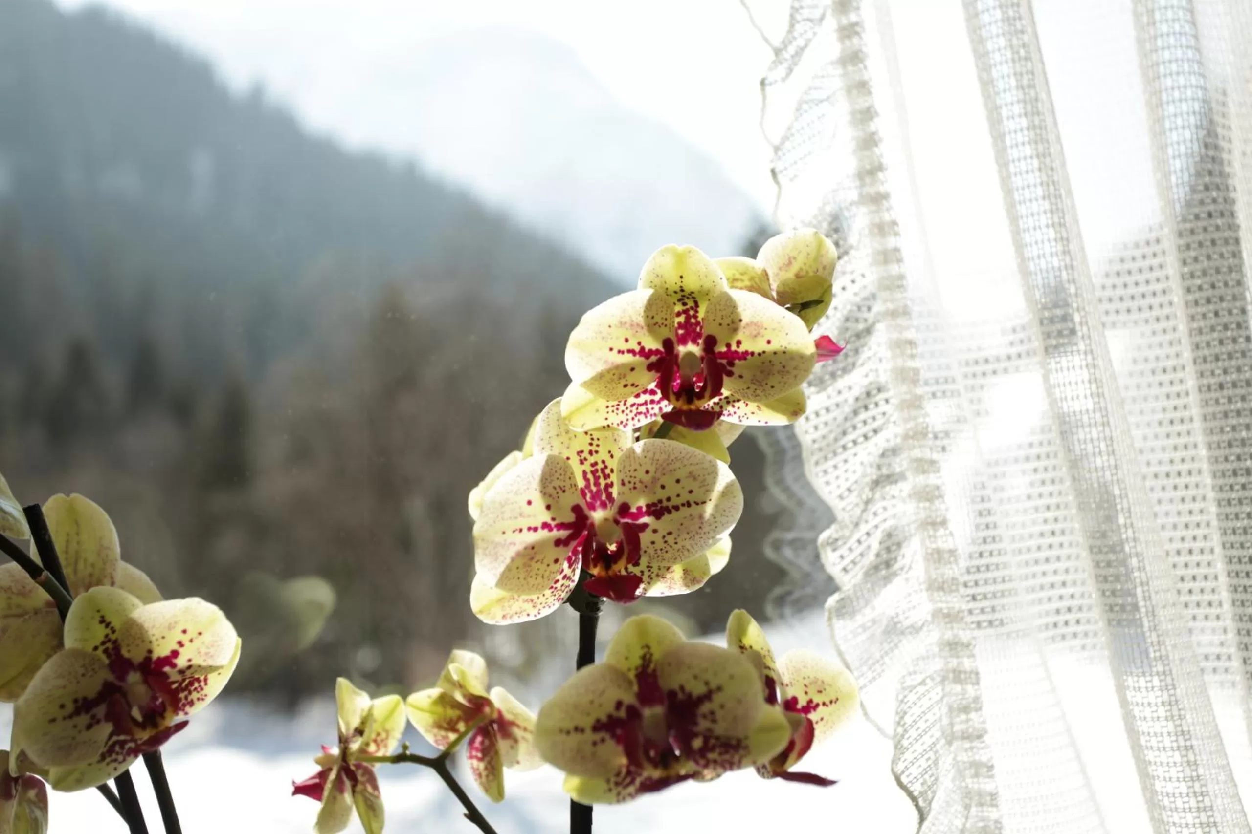 Decorative detail in Haus Derra