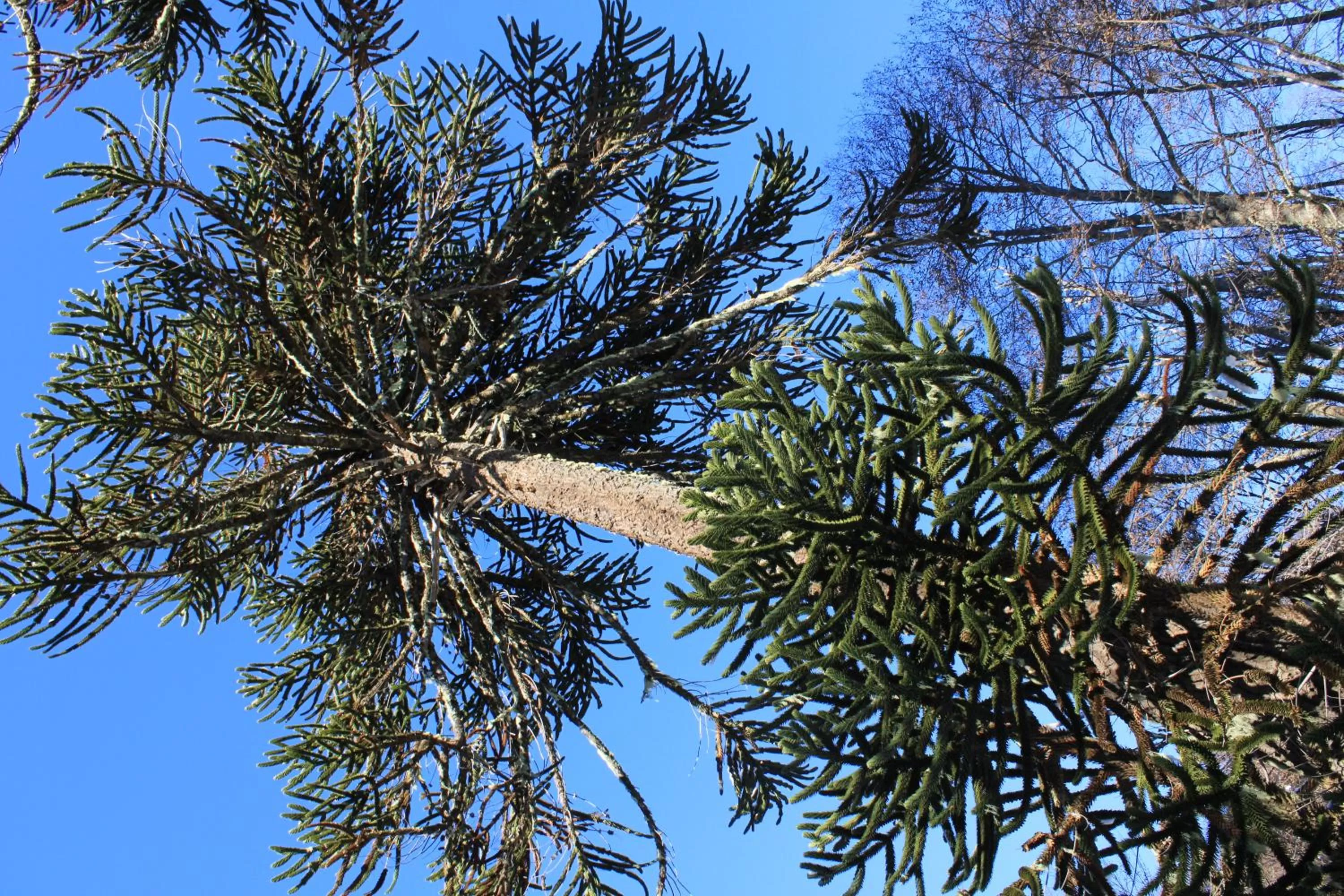 Activities in Hotel Enjoy Pucón