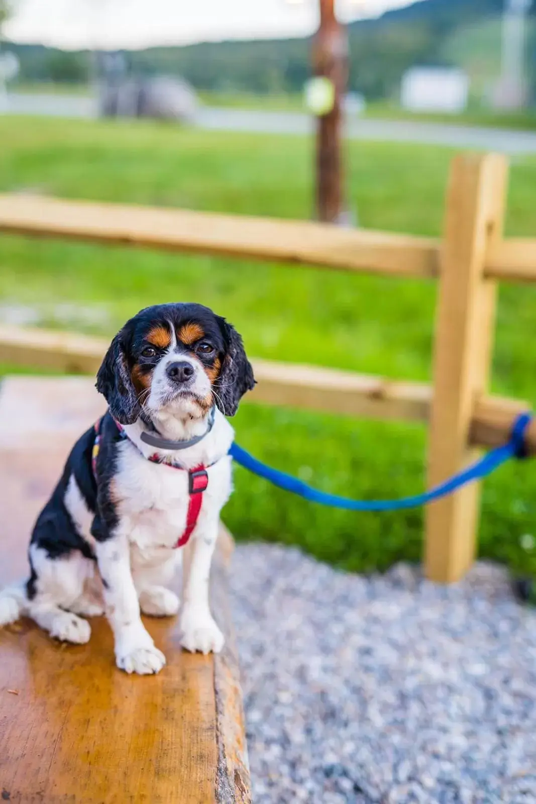 Pets in Mountain Inn at Killington