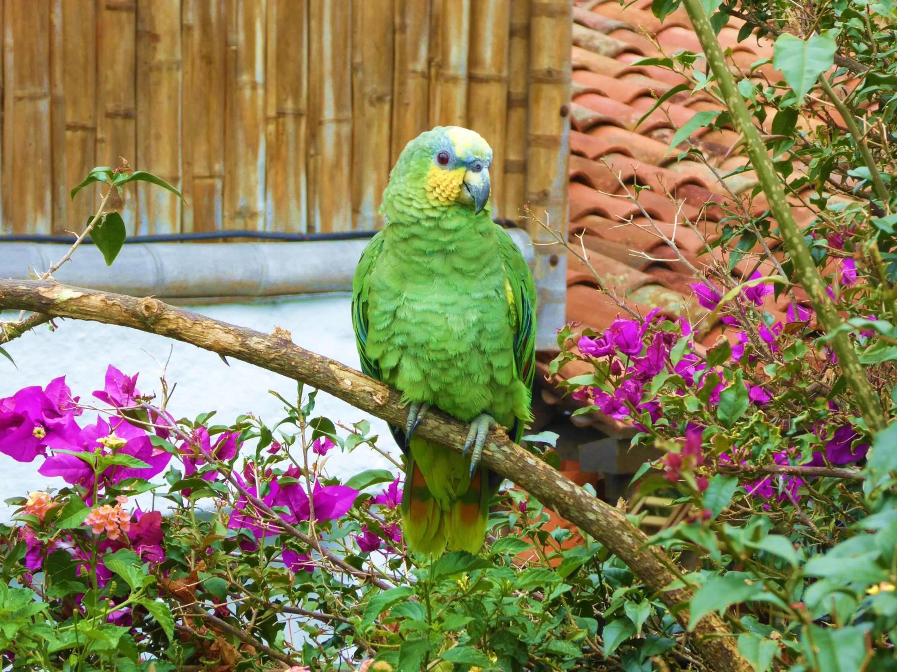 Pets in Finca El Cielo