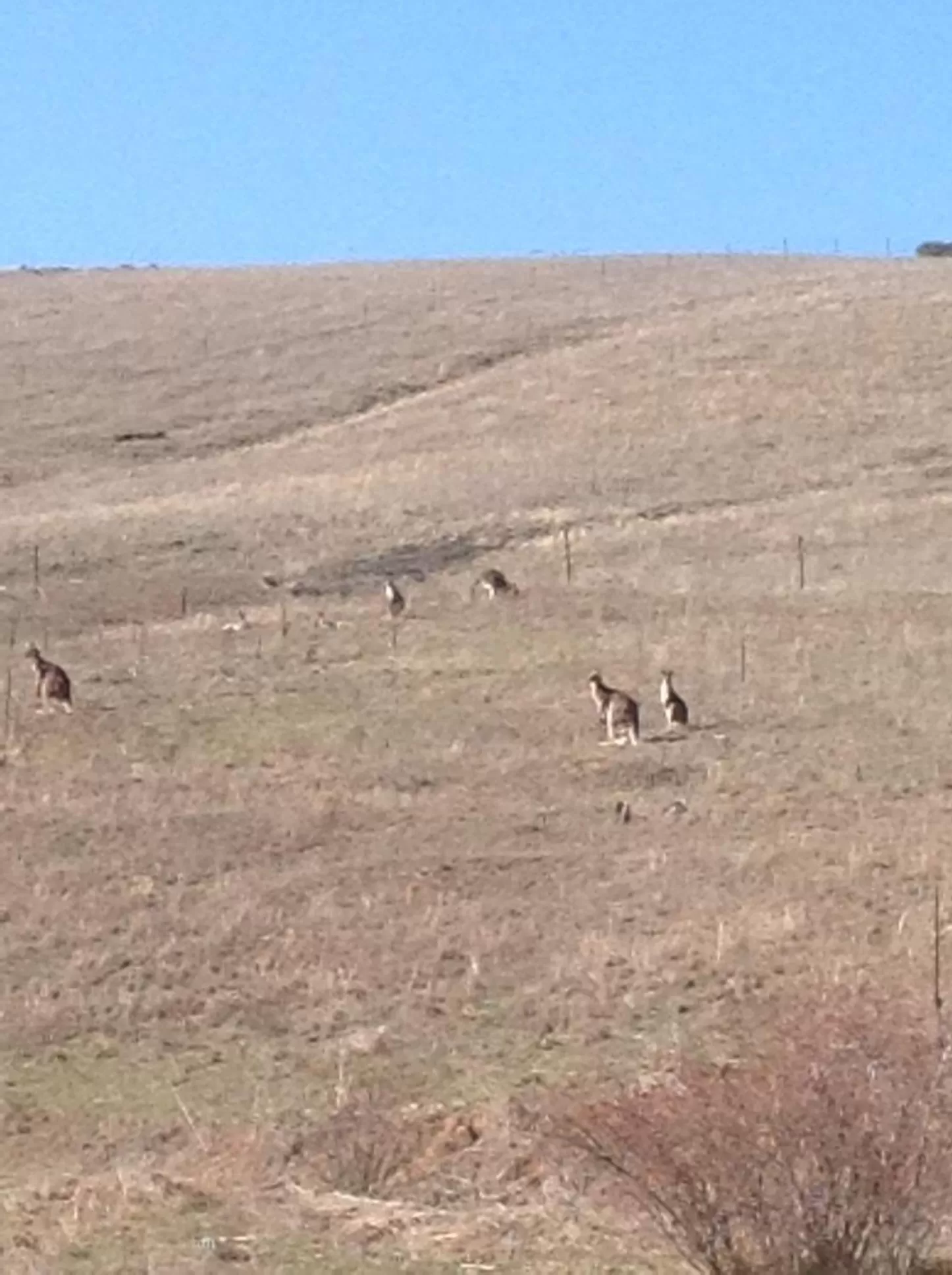 Other Animals in Amazing Views Pet Friendly Bed and Breakfast