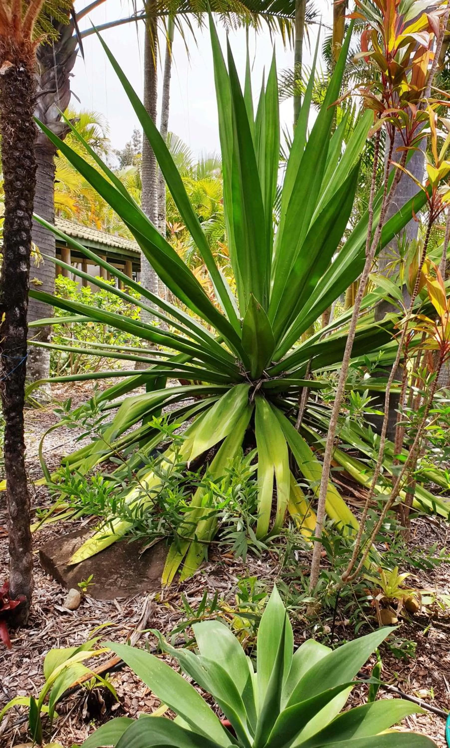Garden in Ballina Beach Resort