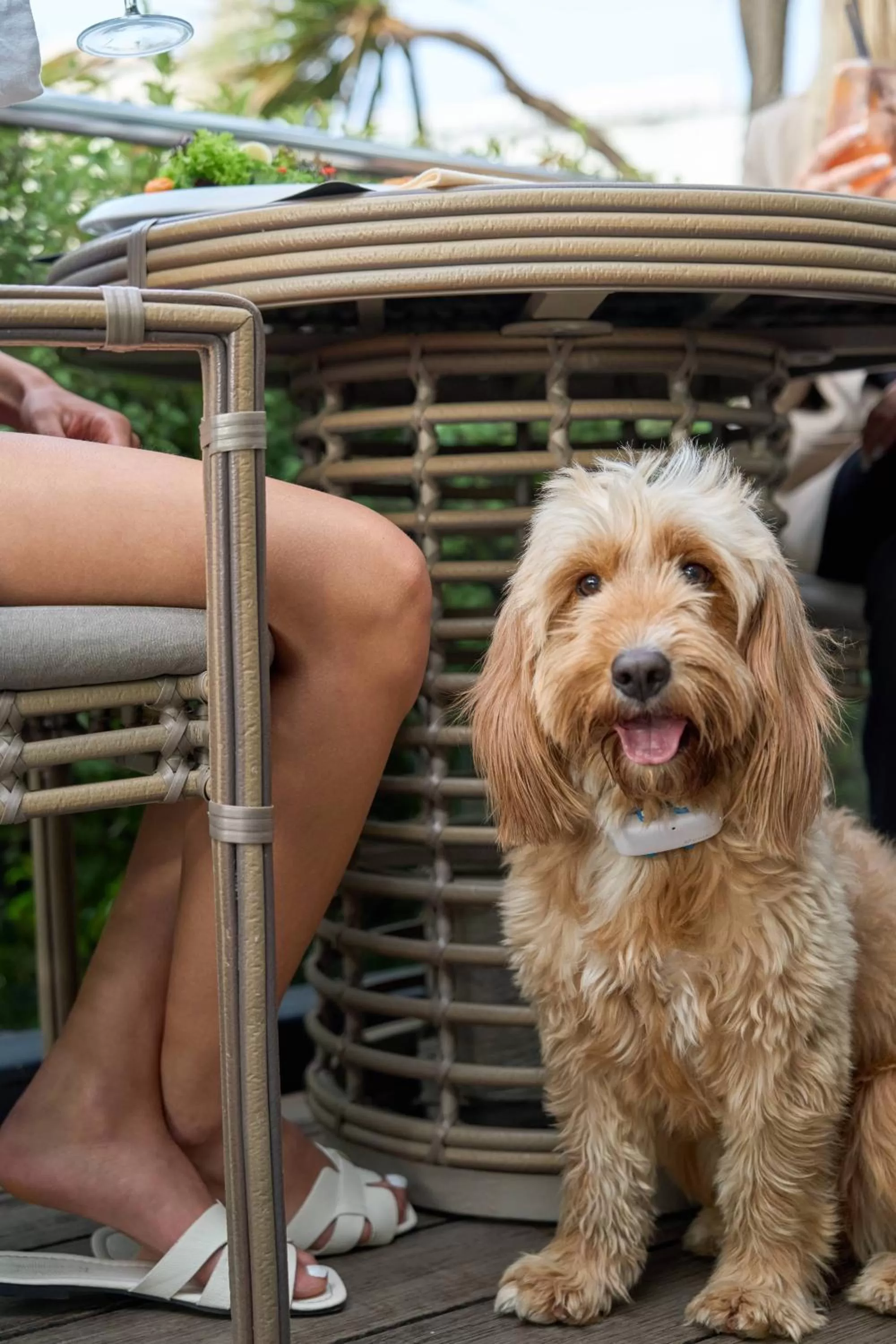 Pets in Pullman Vina del Mar San Martin