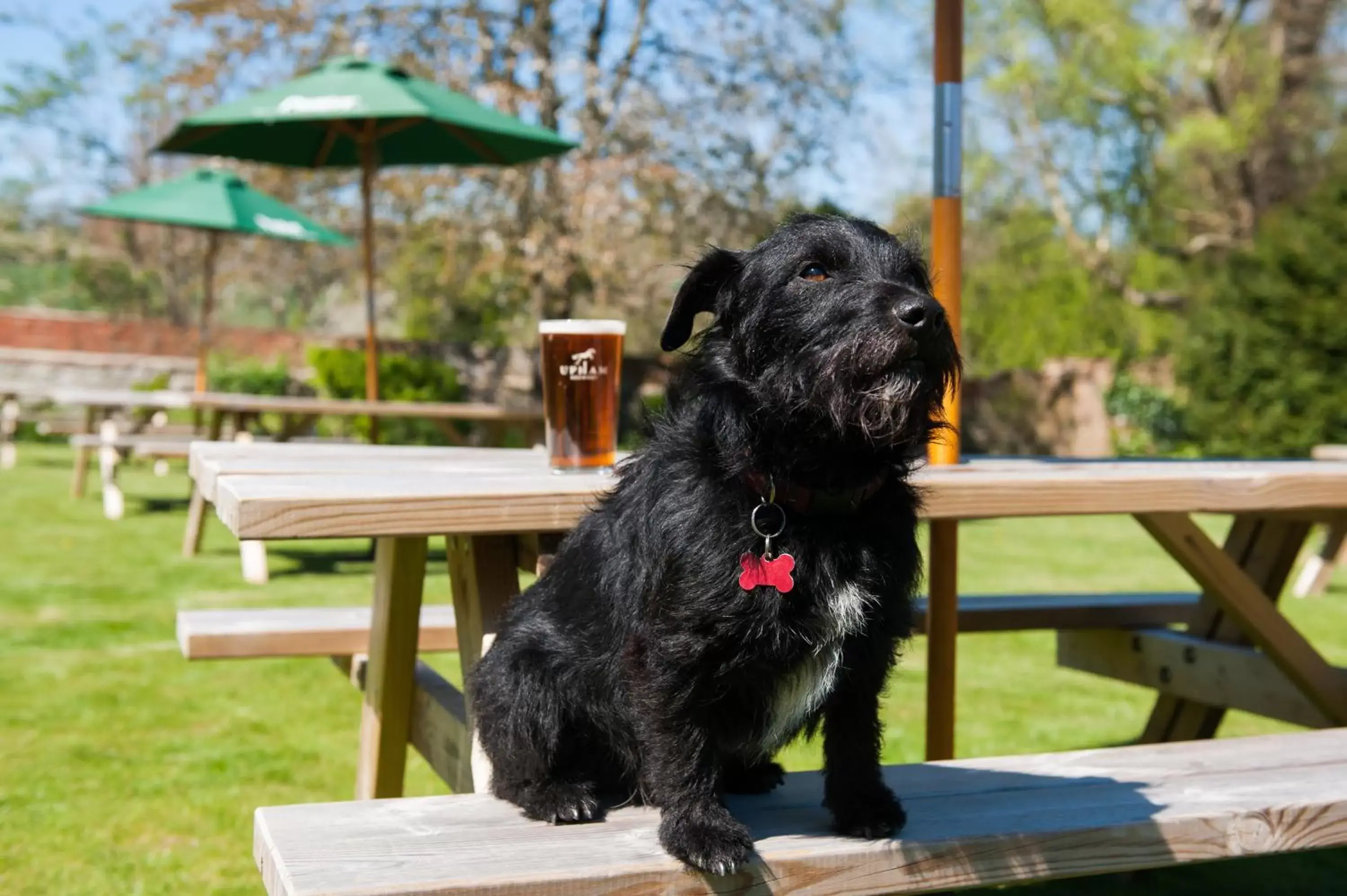 Garden, Pets in The White Hart, South Harting