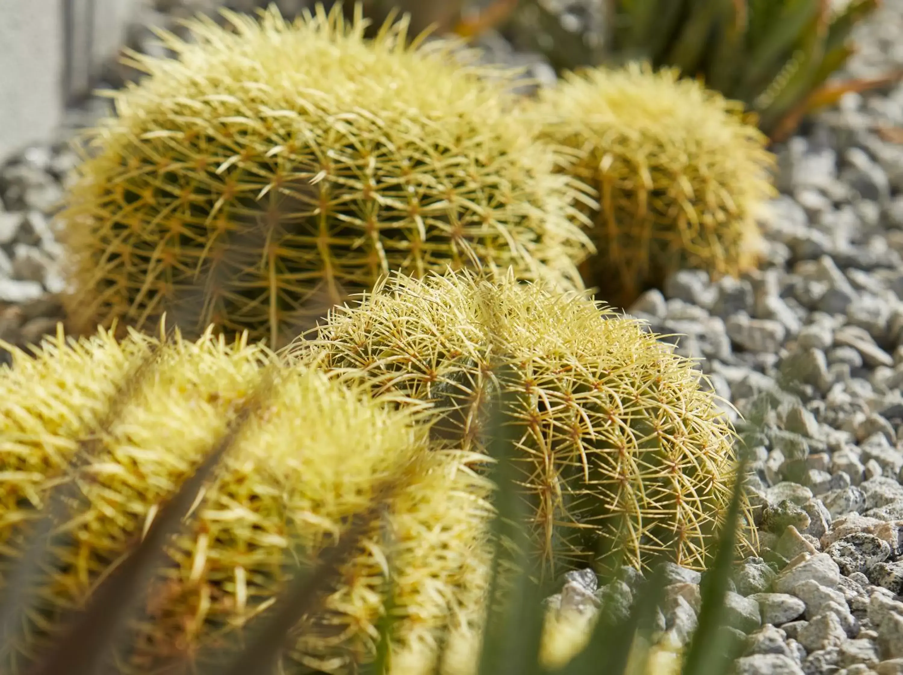 Natural landscape in Twin Palms Resort - Palm Springs Newest Gay Men's Resort