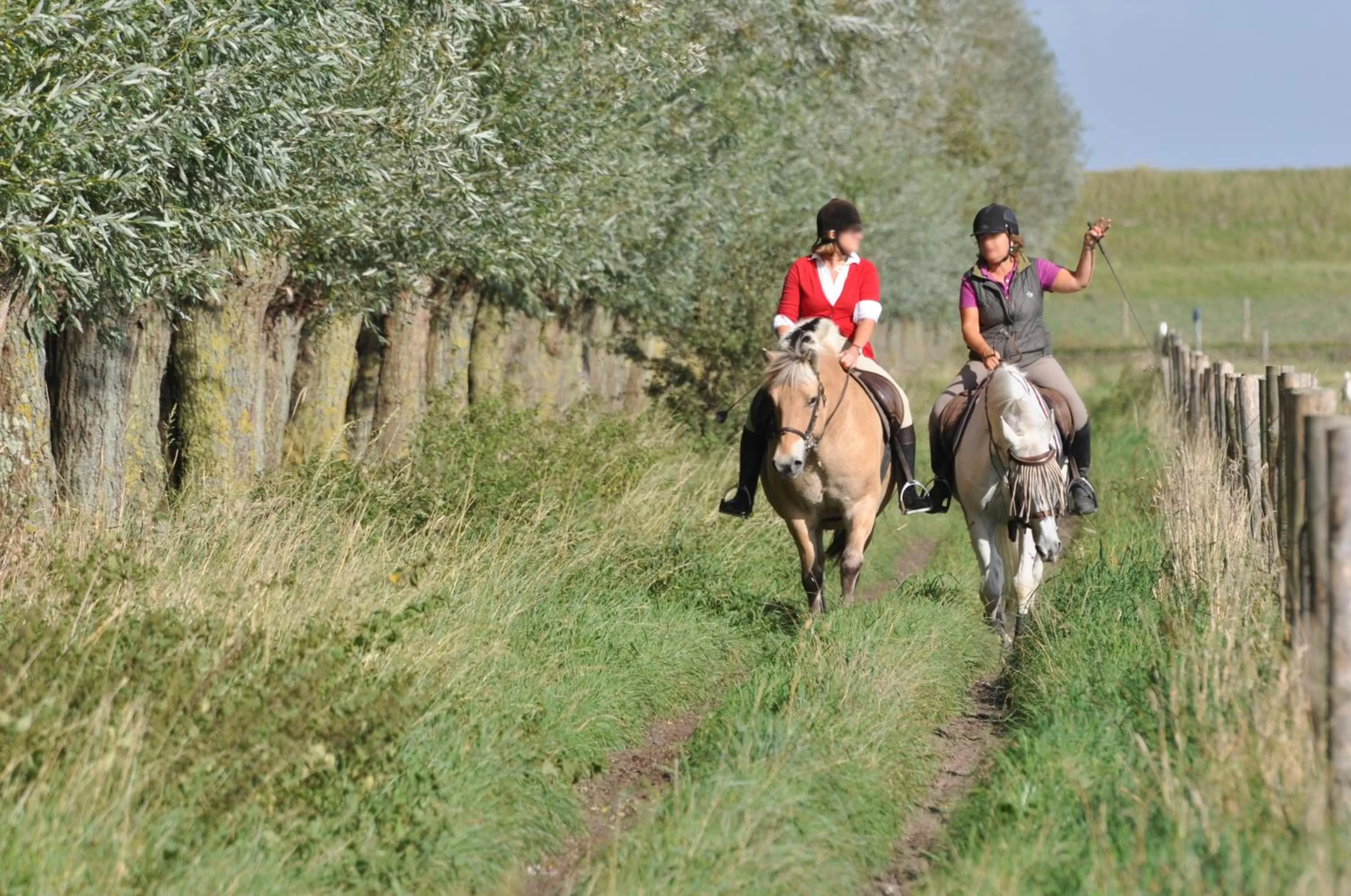 Horse-riding in B&B Aquavit