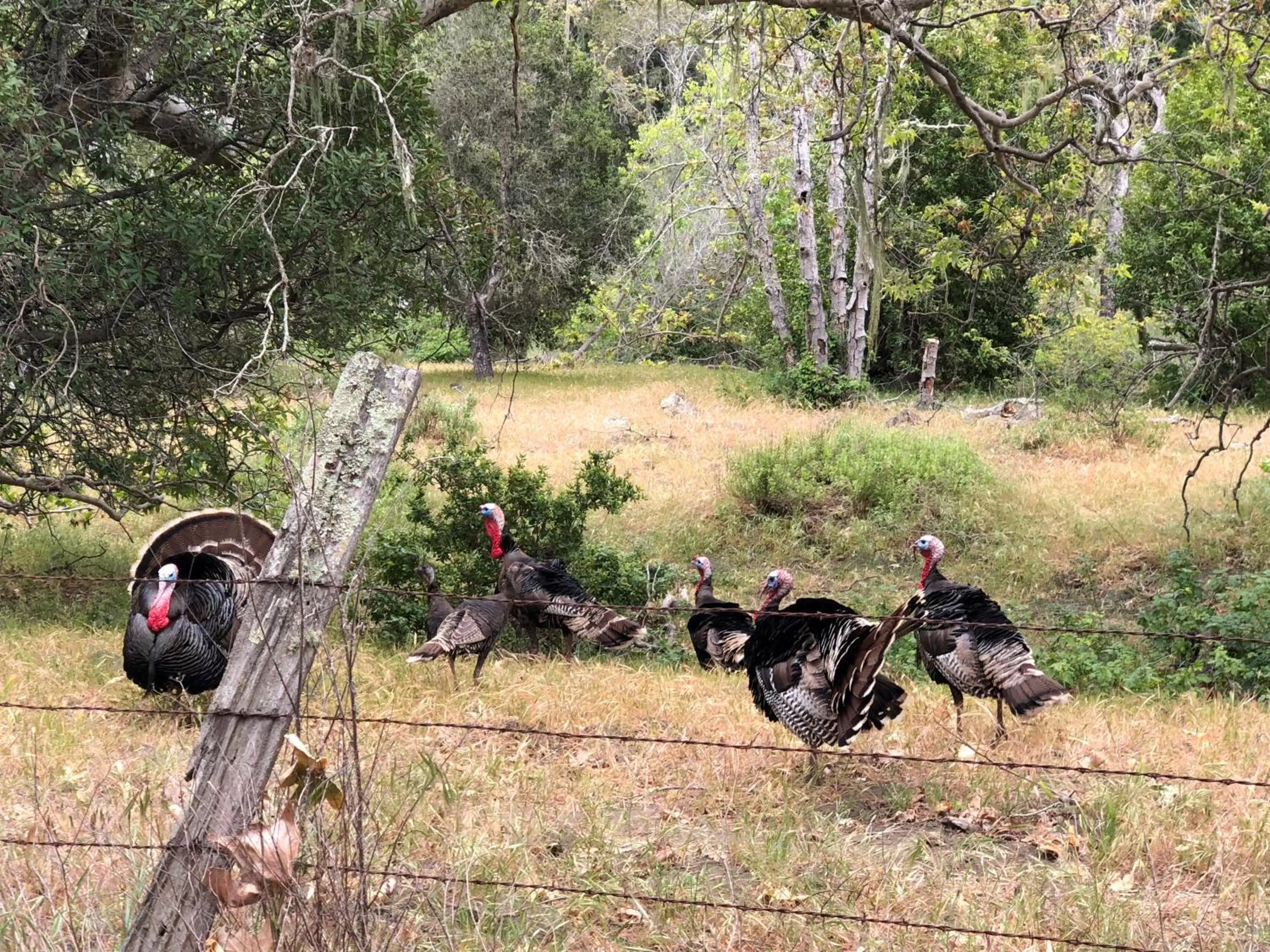 Olallieberry Inn Bed and Breakfast