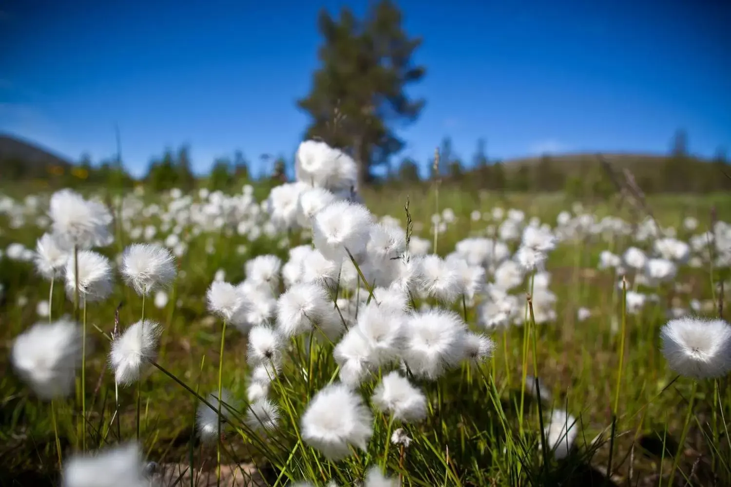 Summer, Winter in Lapland Hotels Kuopio