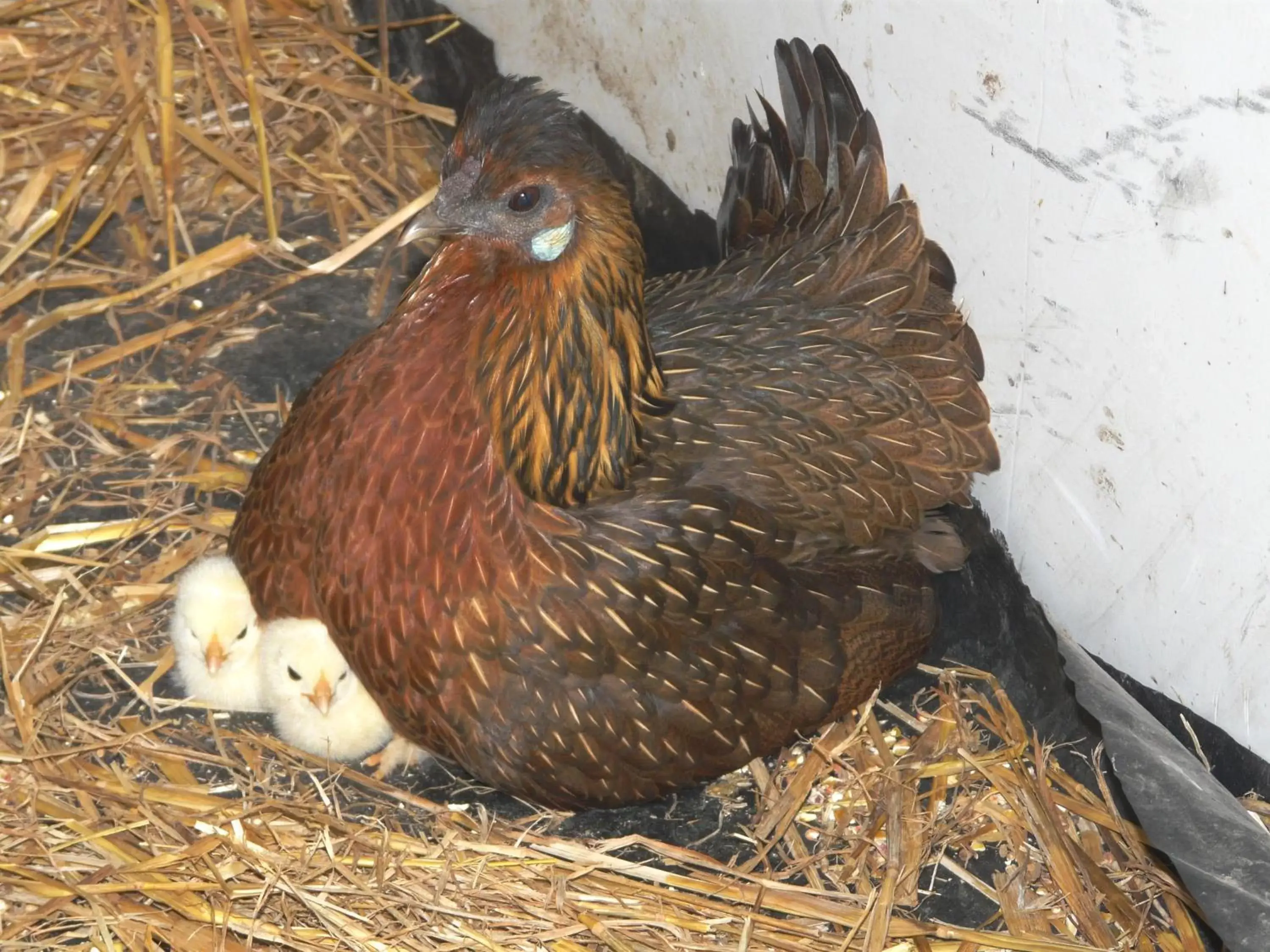 Other Animals in Chambre d'hôtes Le Pot au Lait