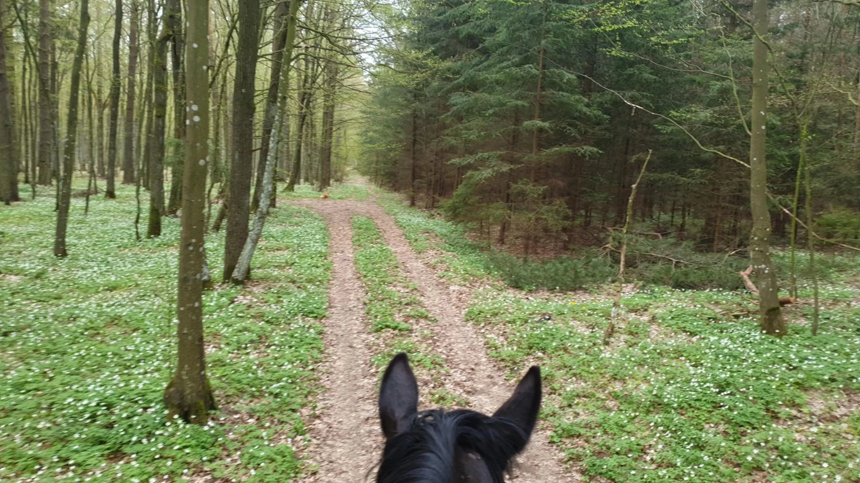 Natural landscape in Majątek Morgi