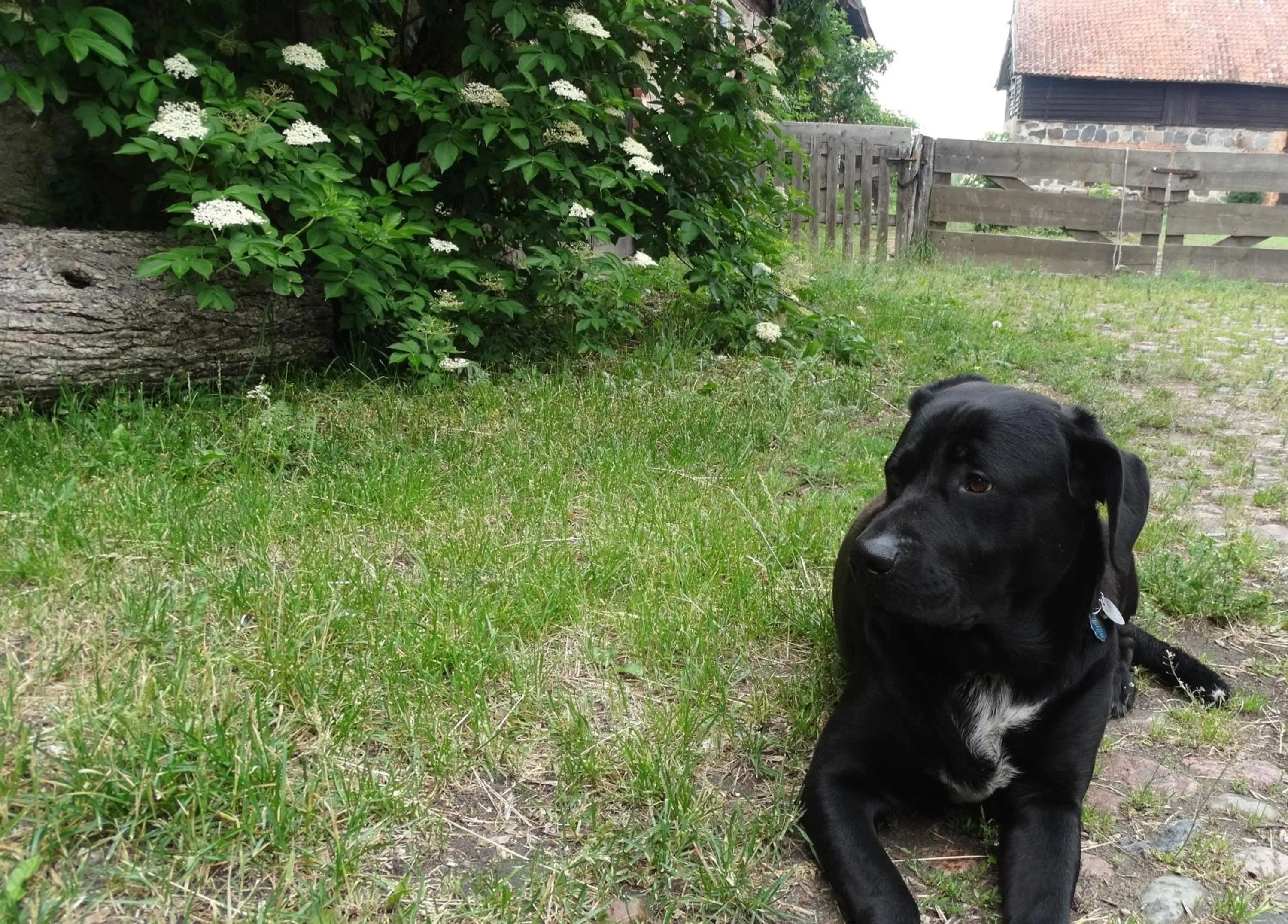 Day in Dom na Mazurach Pilec