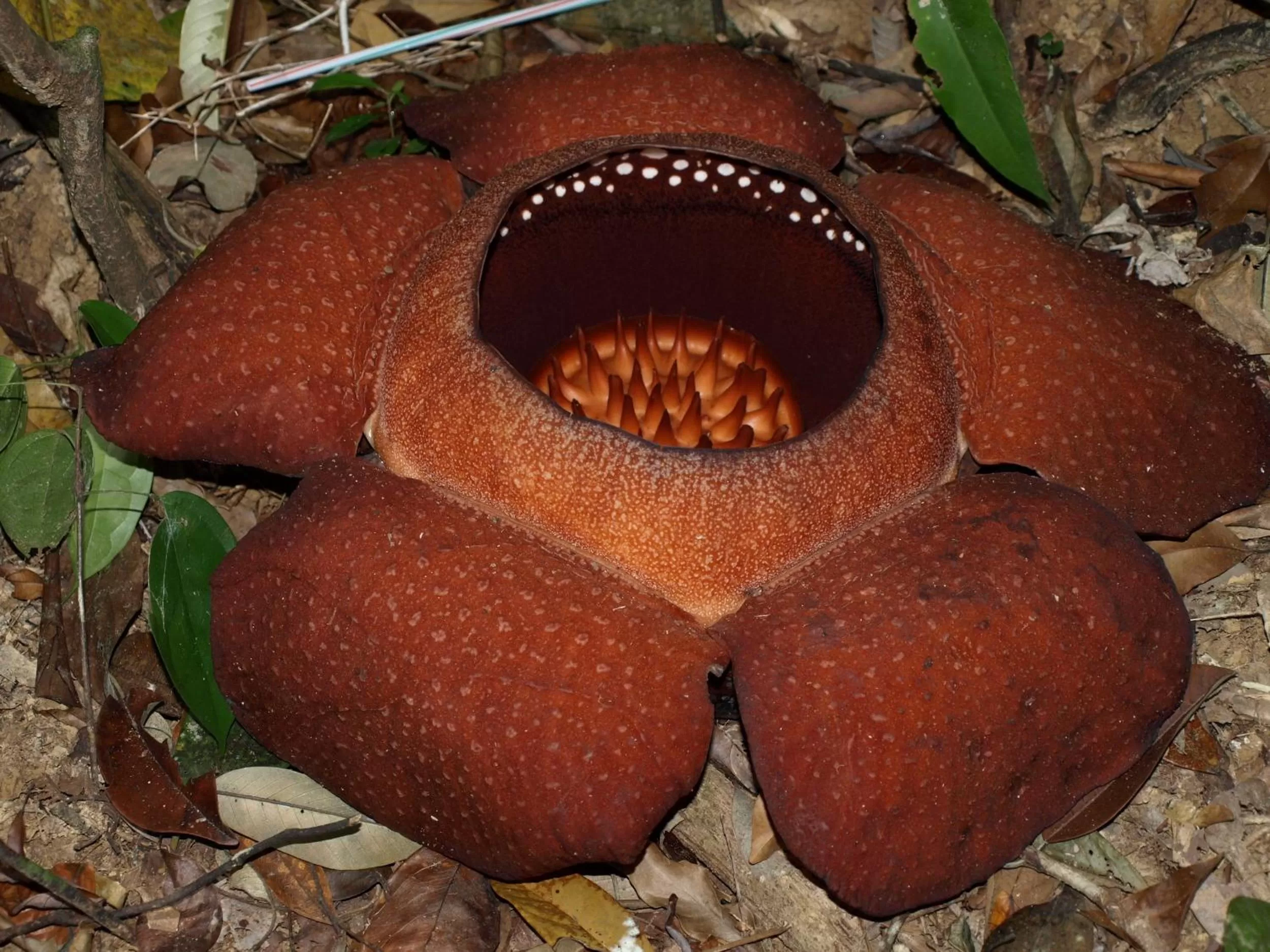 Other in Khao Sok Palmview Resort