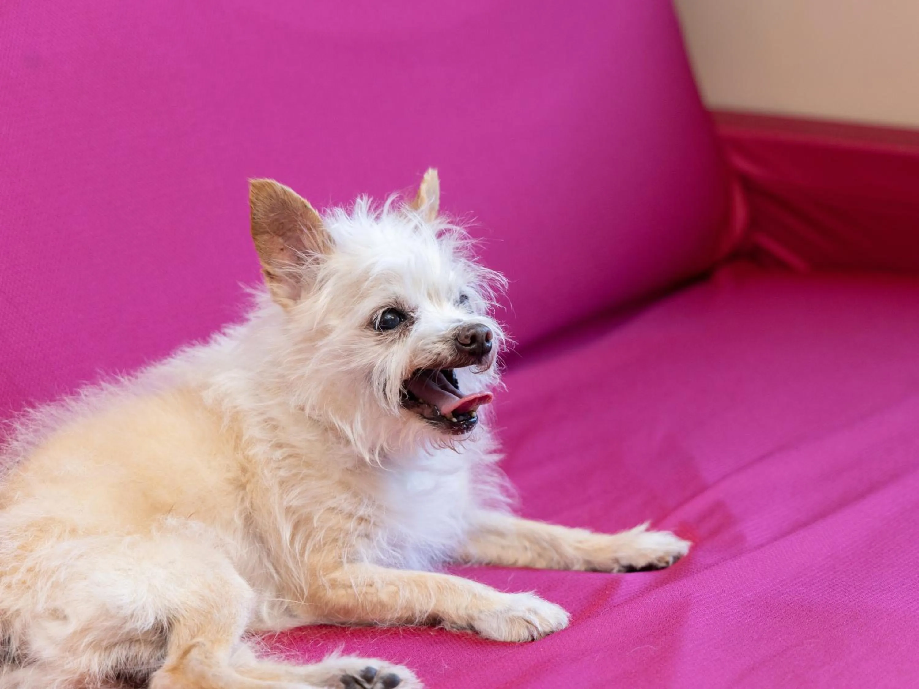 Animals in APA Hotel & Resort Joetsu Myoko