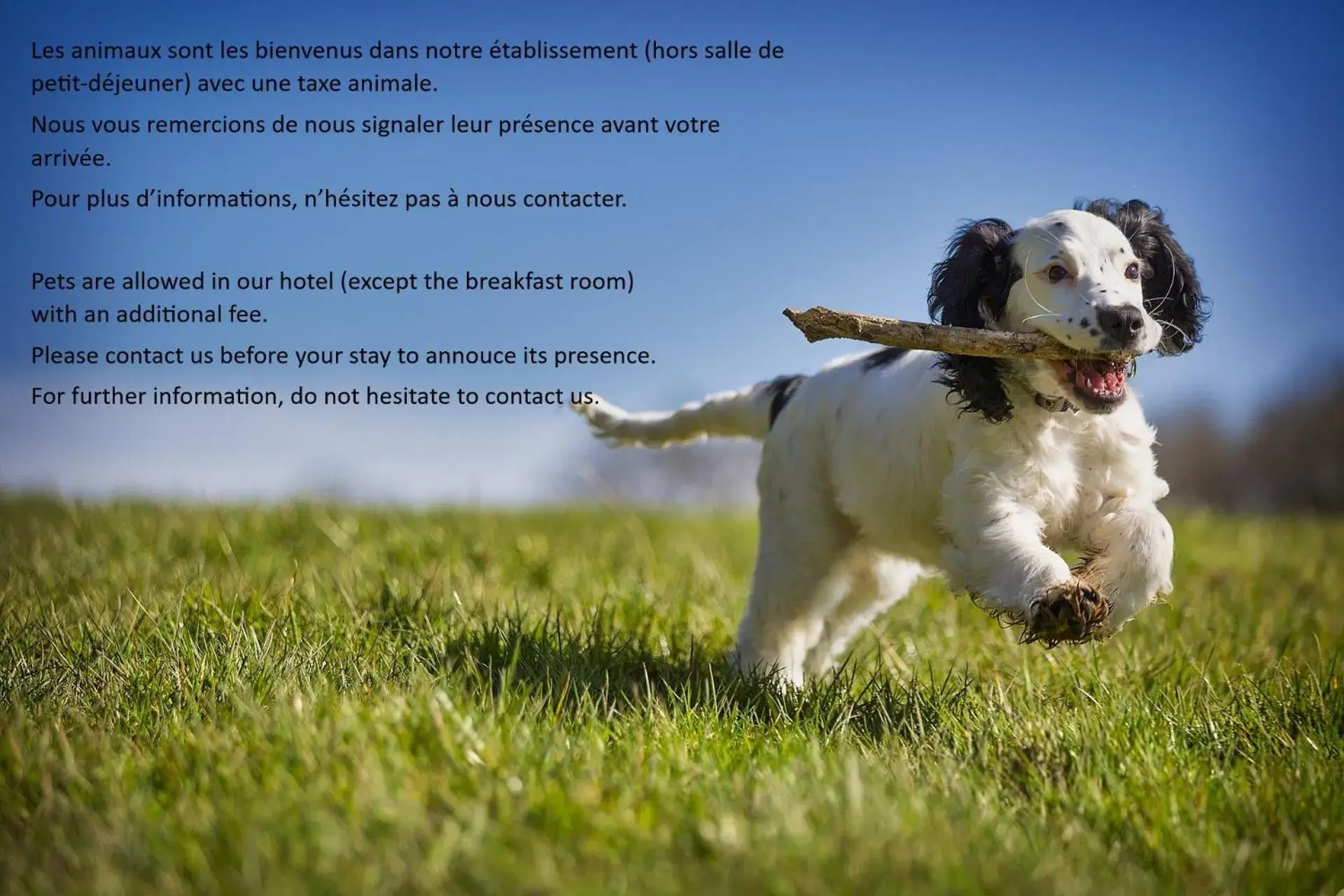 Pets in Best Western Hotel Canet-Plage