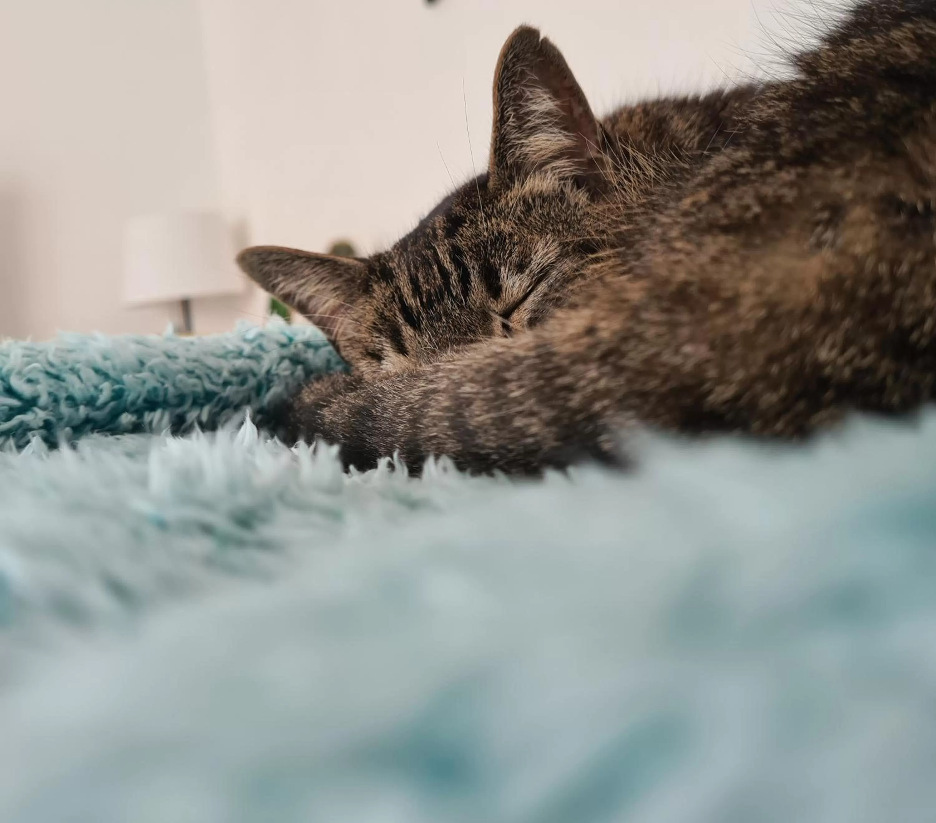 Pets in Hôtel Amirauté