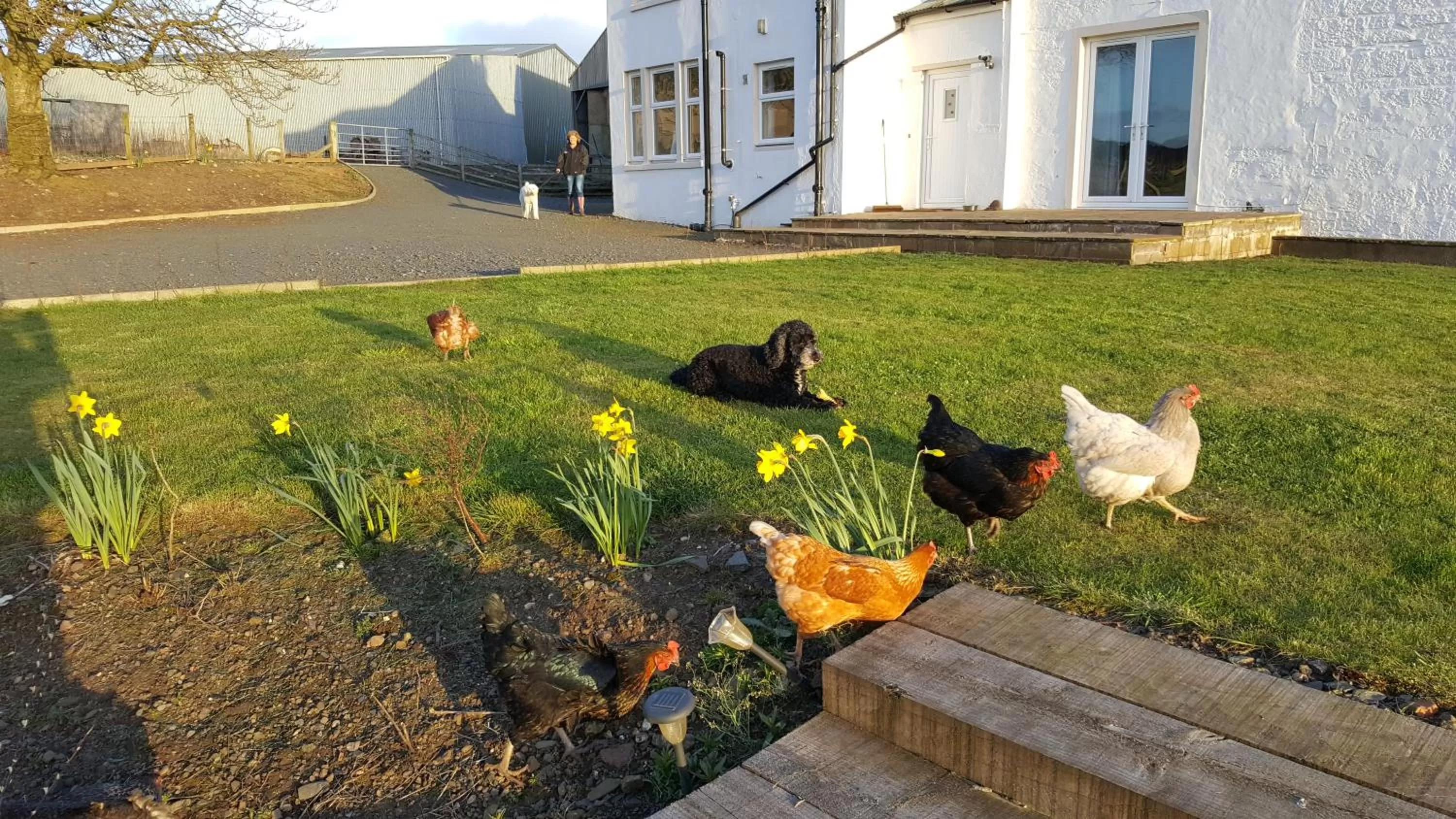 Pets in Crofthead Farm House