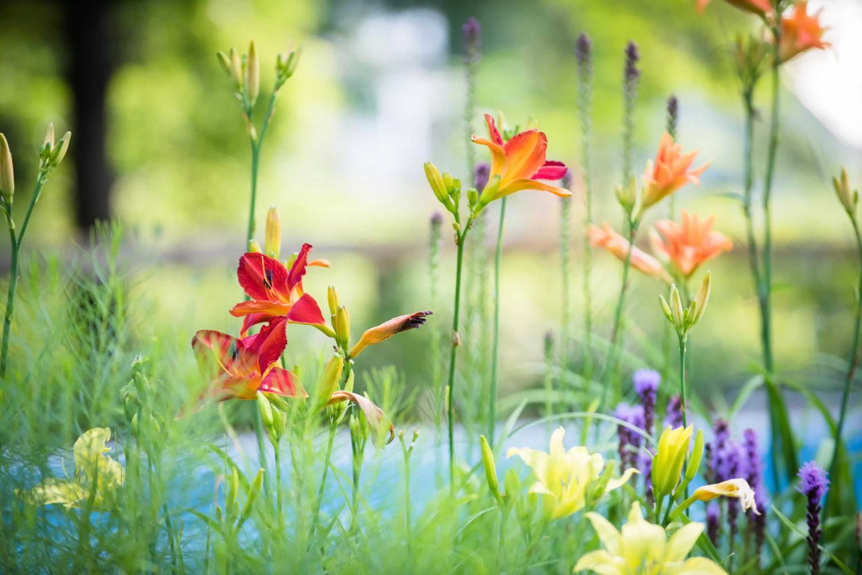 Natural landscape, Other Animals in Four Columns Inn