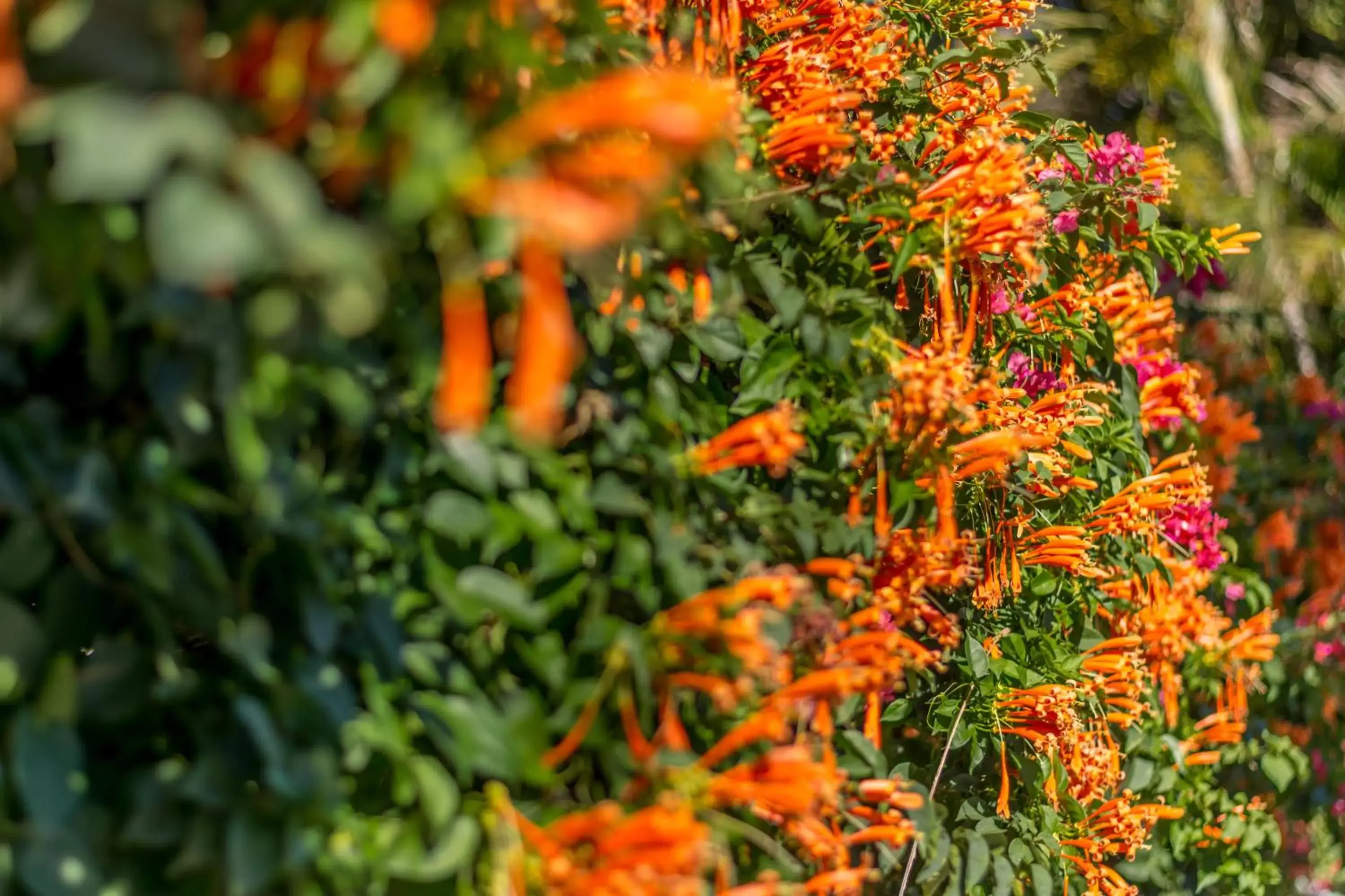 Garden in Hotel Colinas del Sol