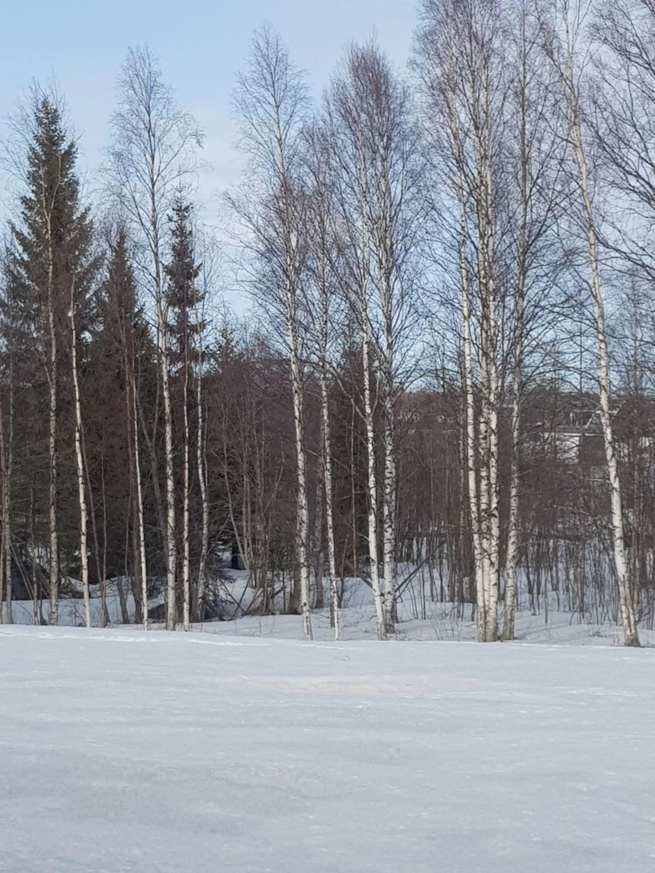 Natural landscape, Winter in Hotel Bishops Arms Piteå