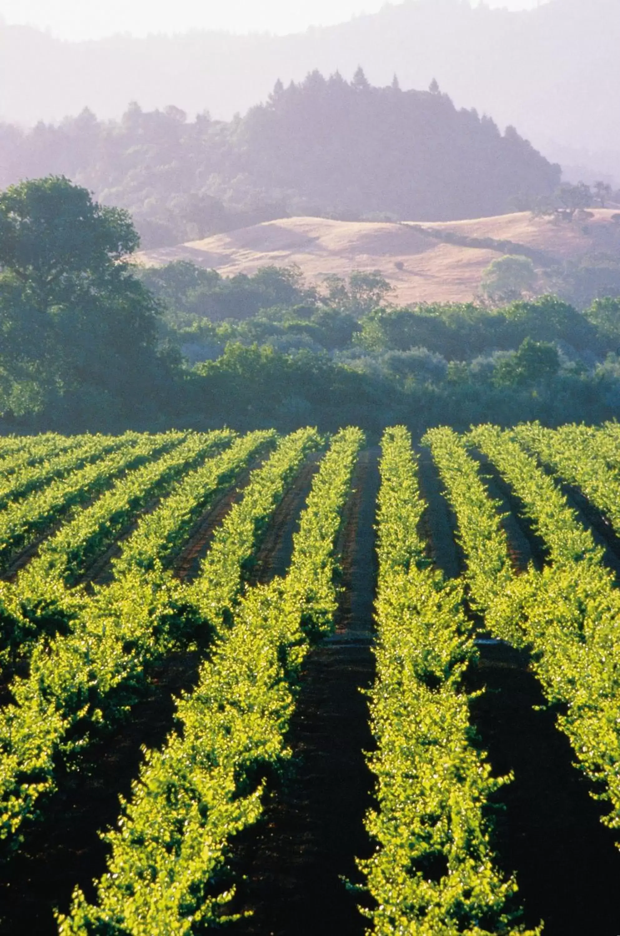 Other, Natural Landscape in Fairmont Sonoma Mission Inn & Spa