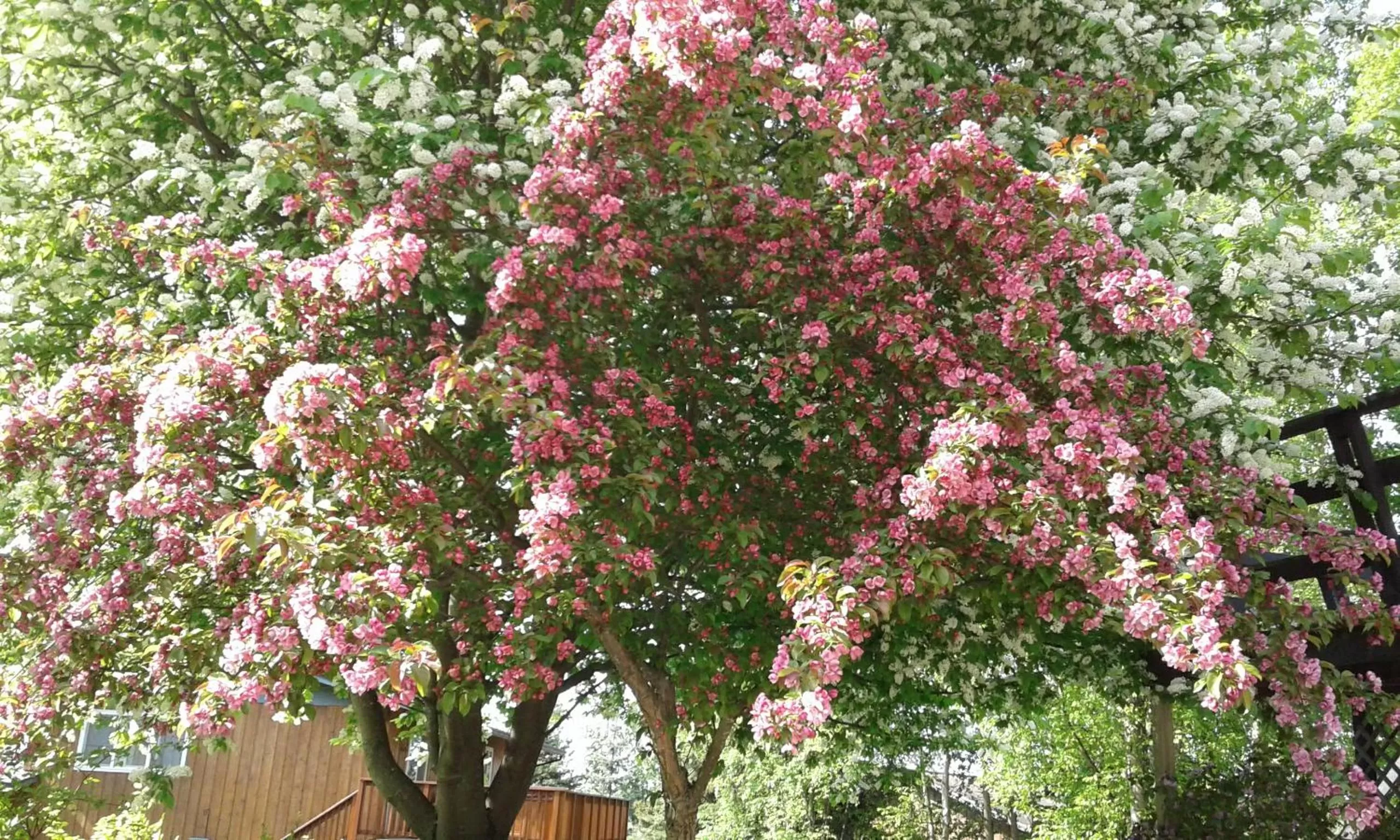 Alaska Chalet Bed & Breakfast