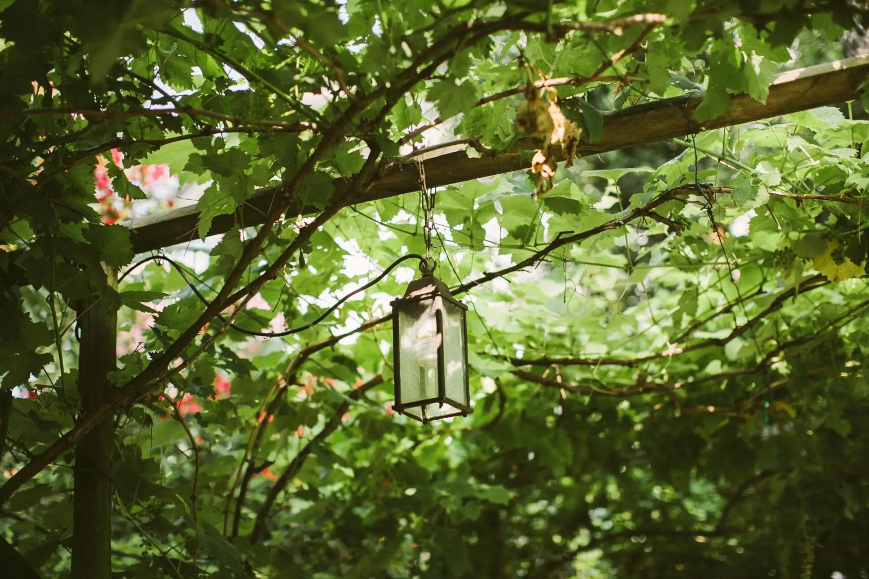 Garden, Other Animals in Piccola Vela