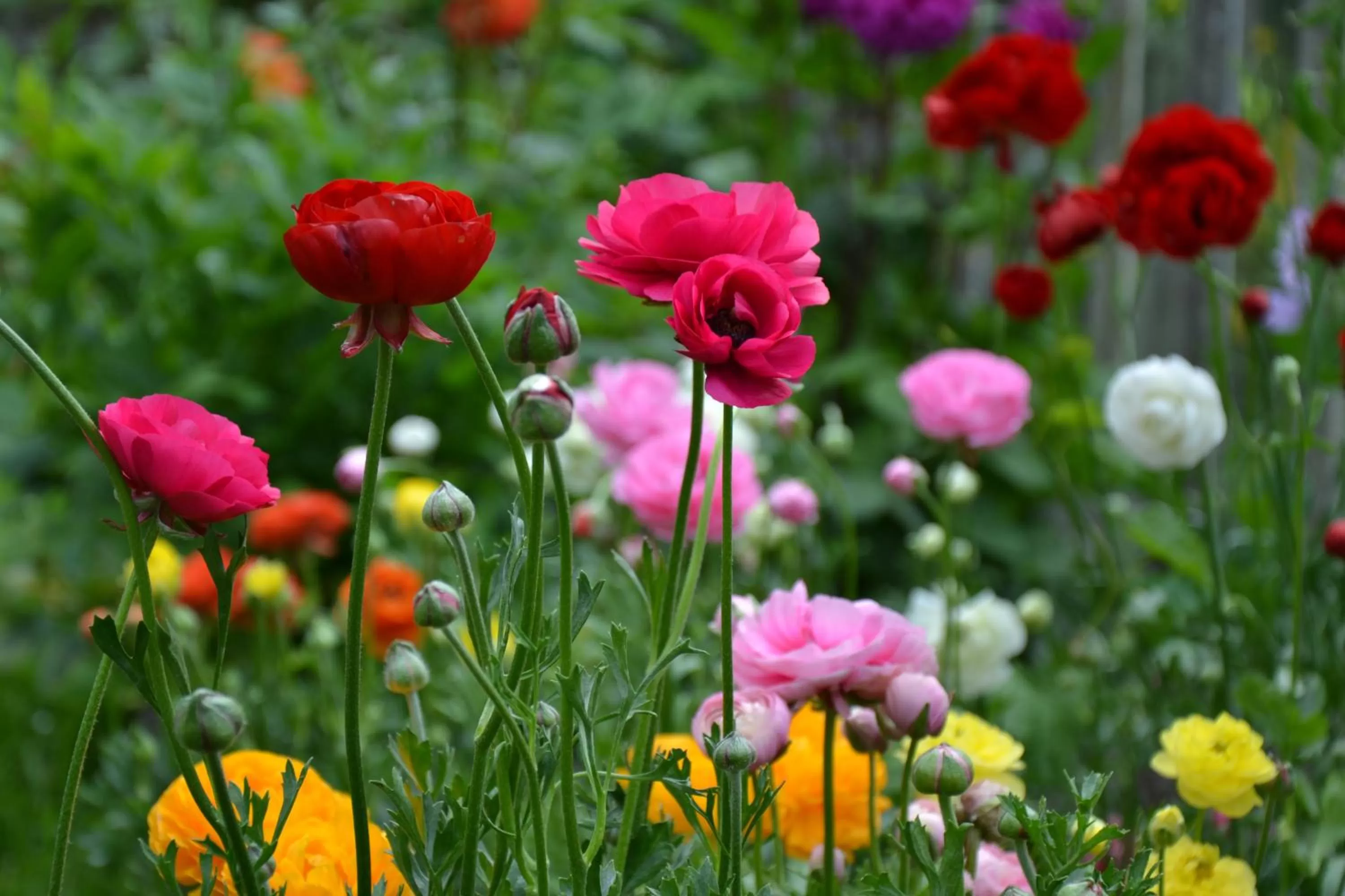 Garden in Chambres d'hôtes Manoir Ker-Huella