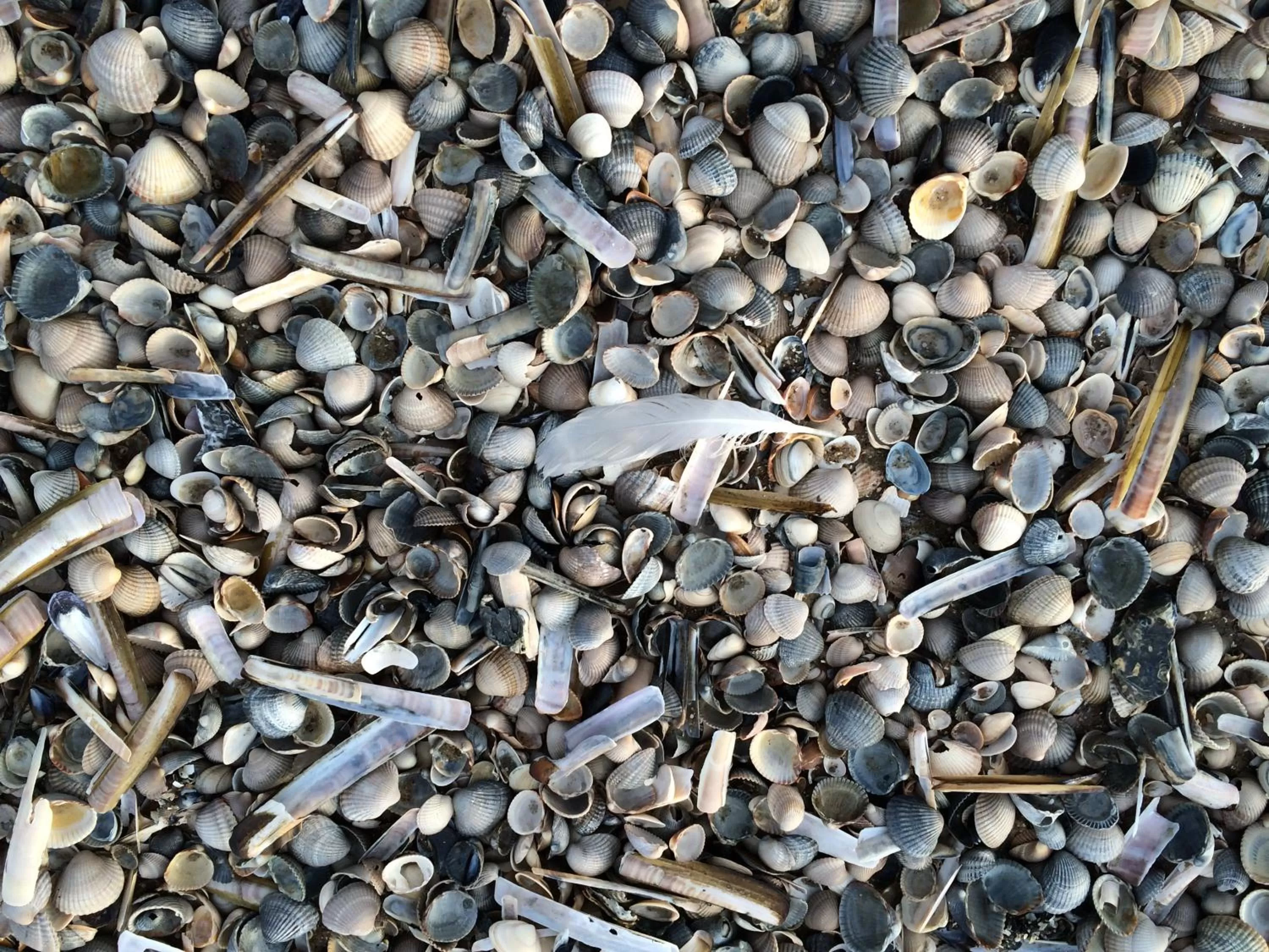 Beach in B&B Vloedlijn Texel