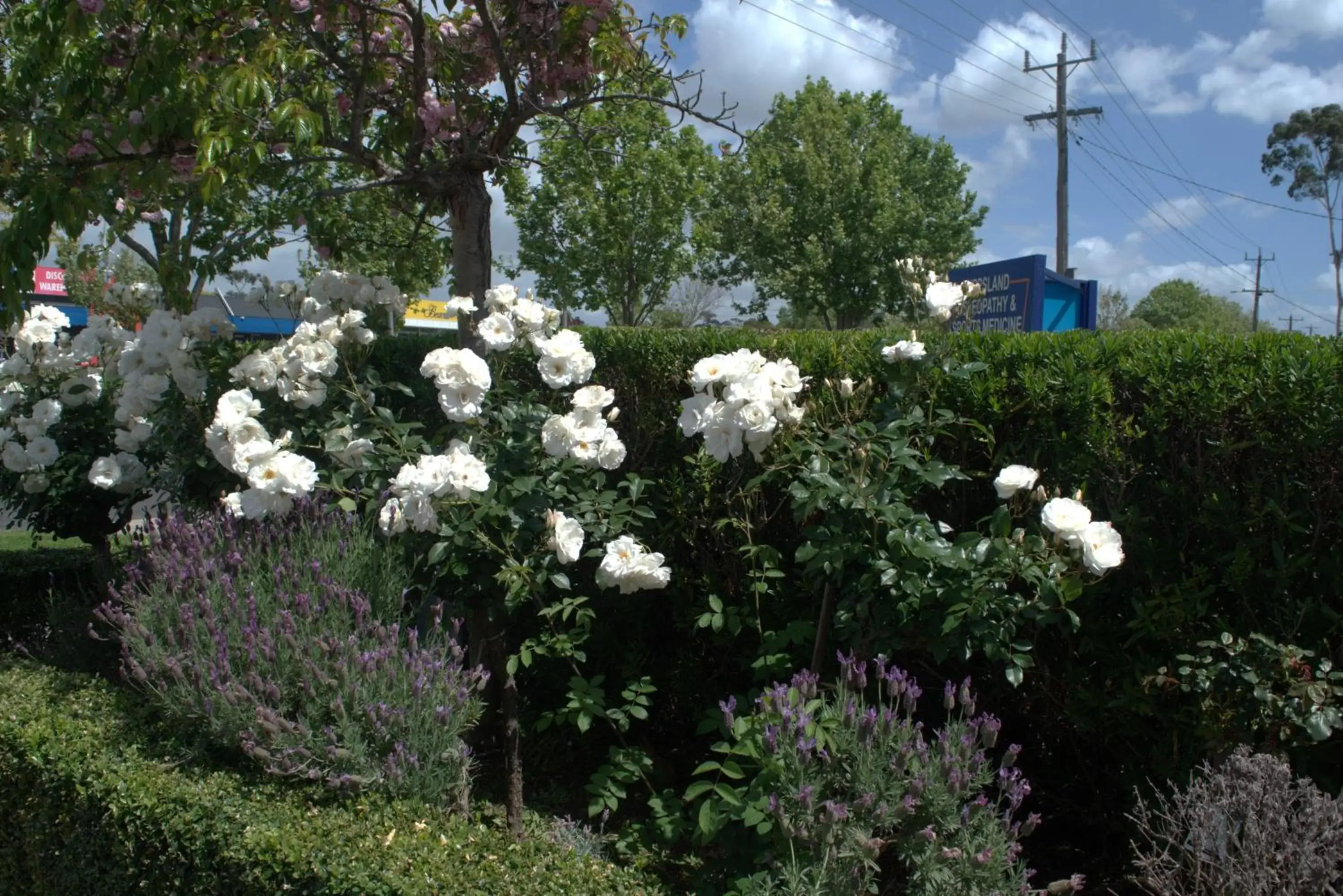 Garden in City Gardens Motel