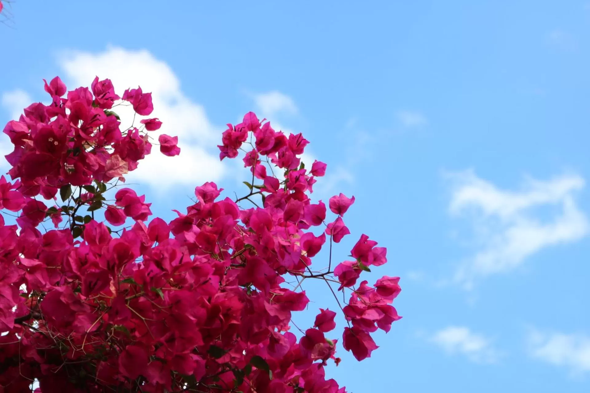Natural landscape in Villa delle Palme