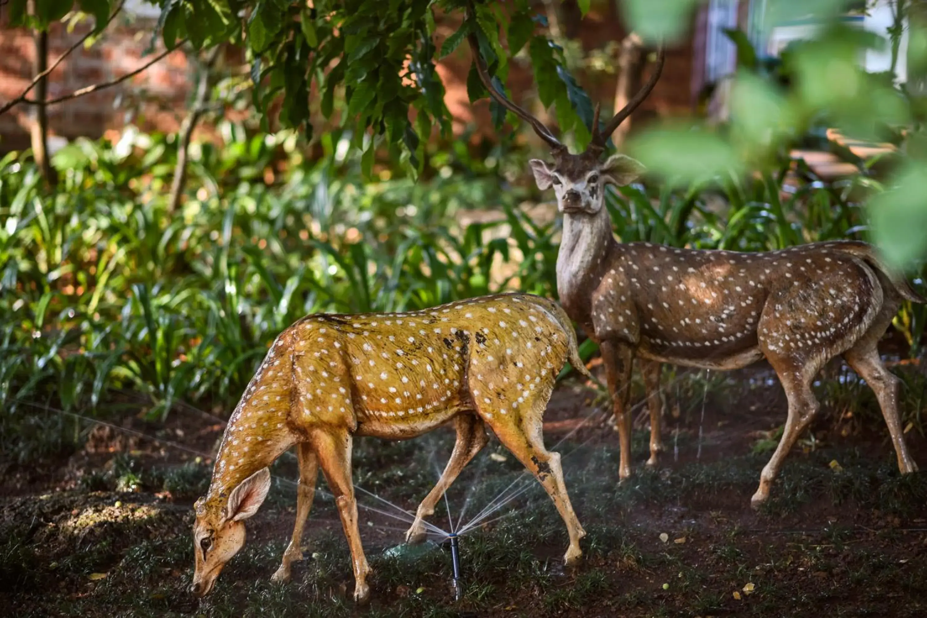 Decorative detail, Other Animals in The Fern Samali Resort