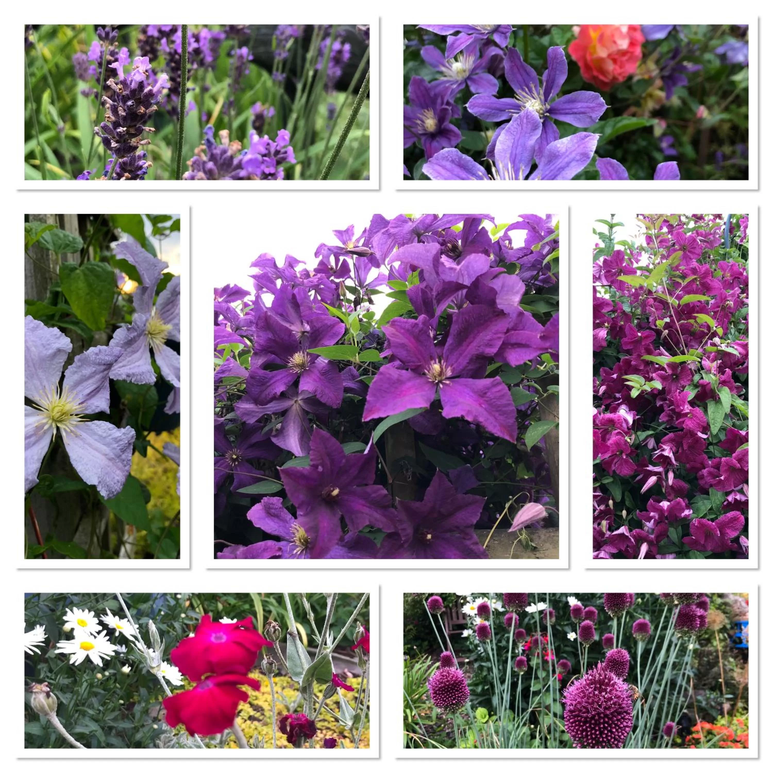 Garden in West View Lodge