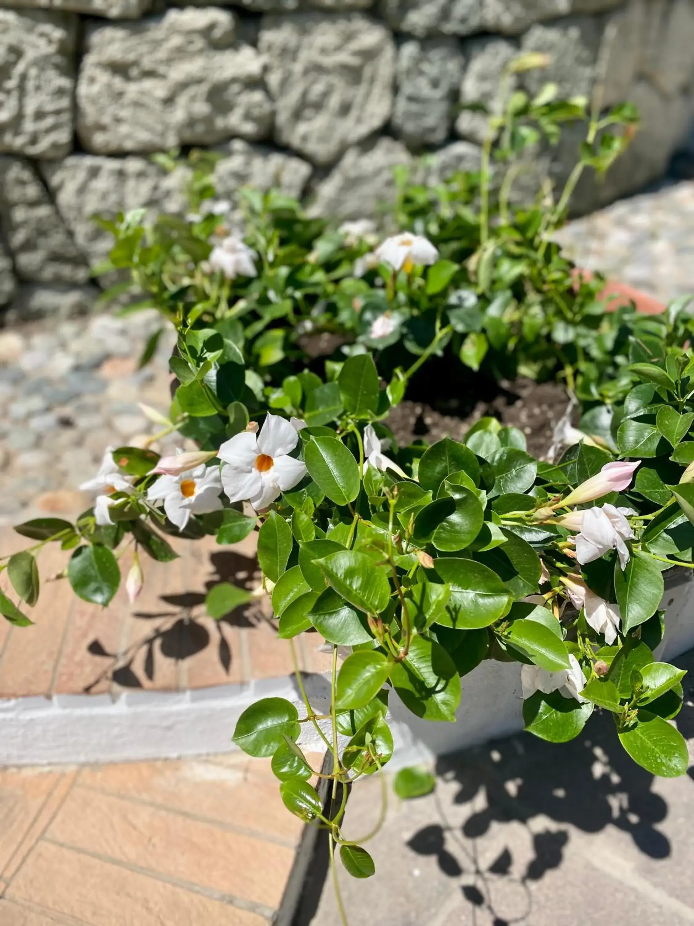 Garden in Hotel Ideal