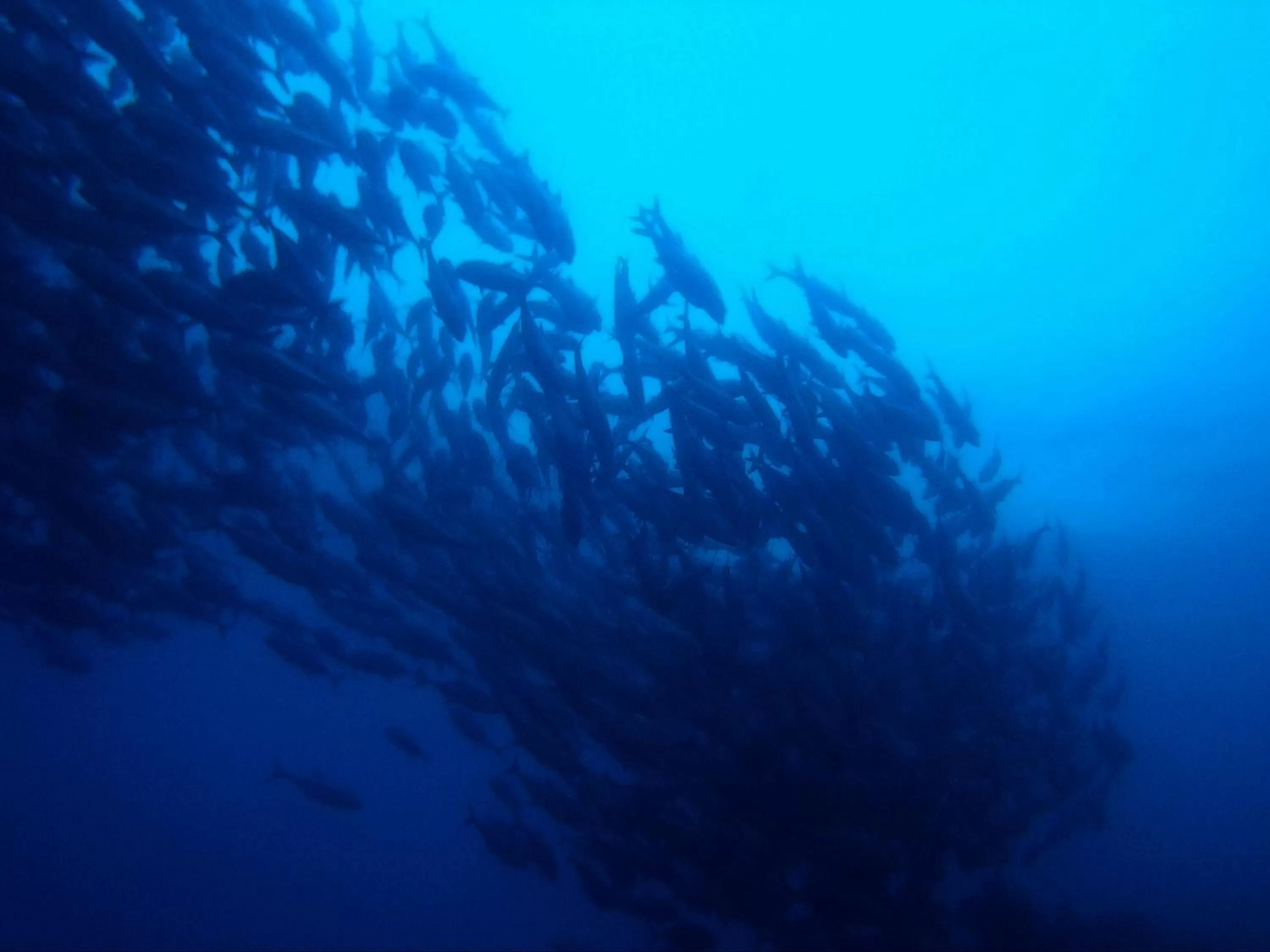 Diving in Paseo Del Mar Seaside Inn