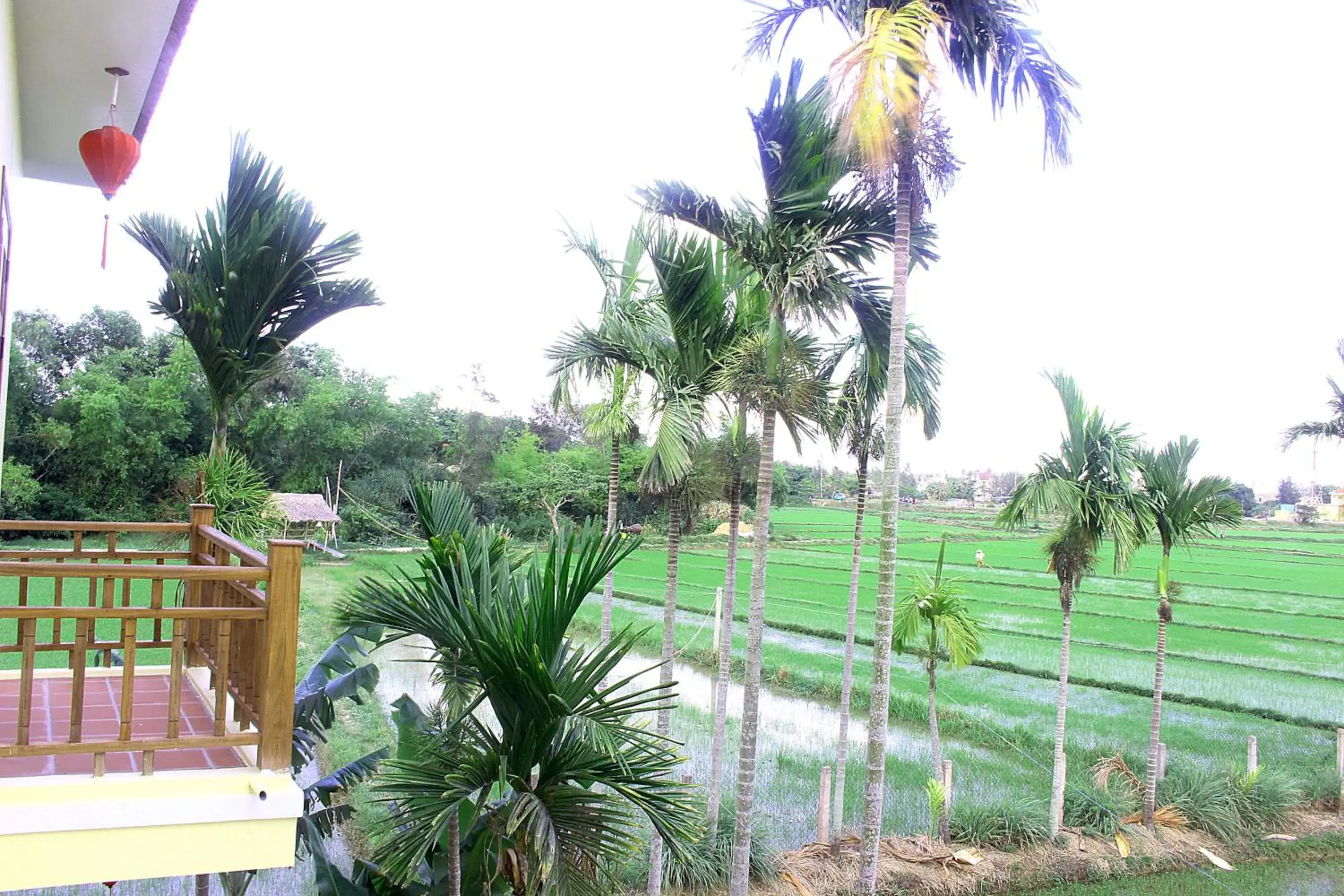 Natural landscape, Pool View in Lama Villa Hoi An