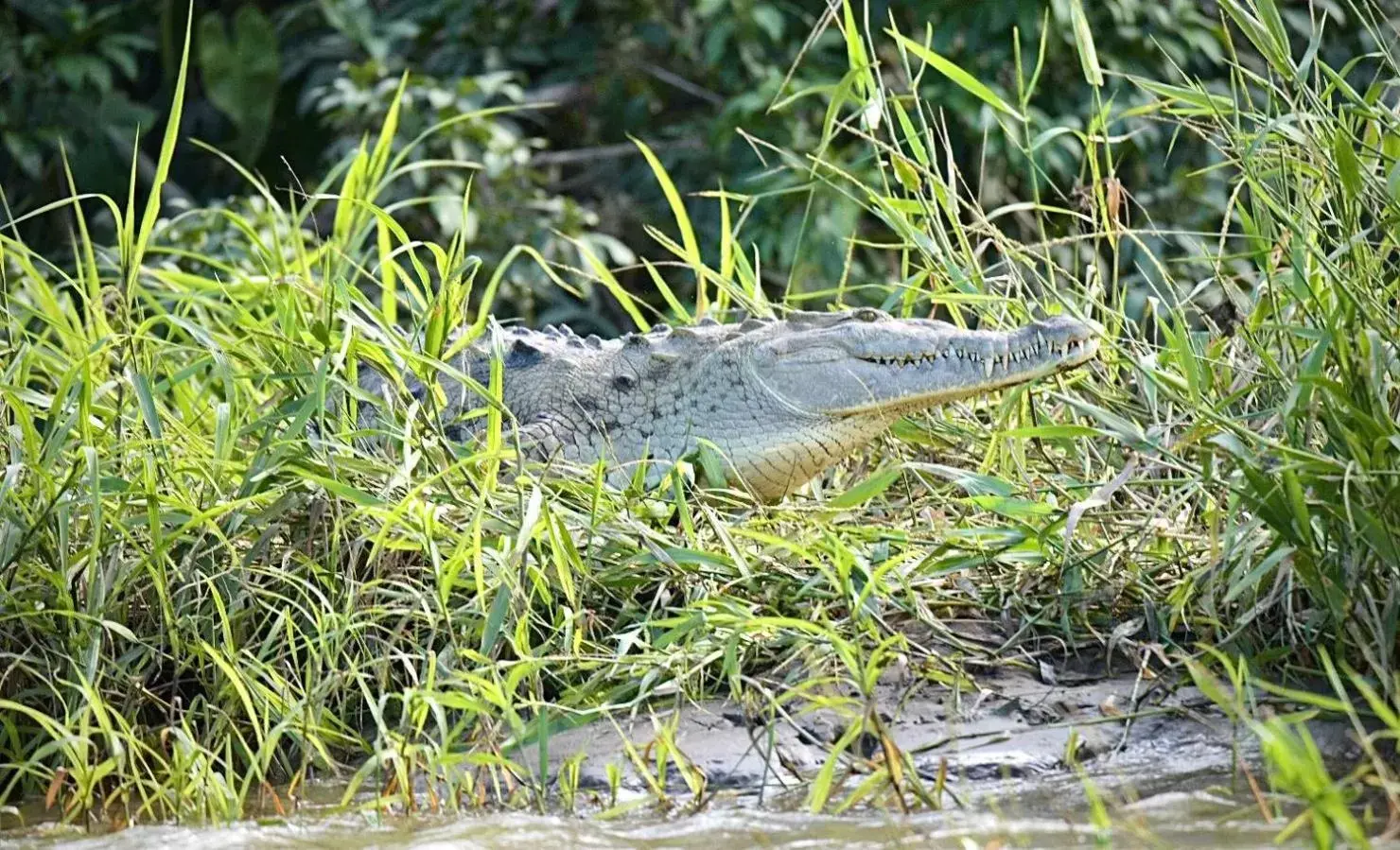 Other Animals in Iguanitas Lodge