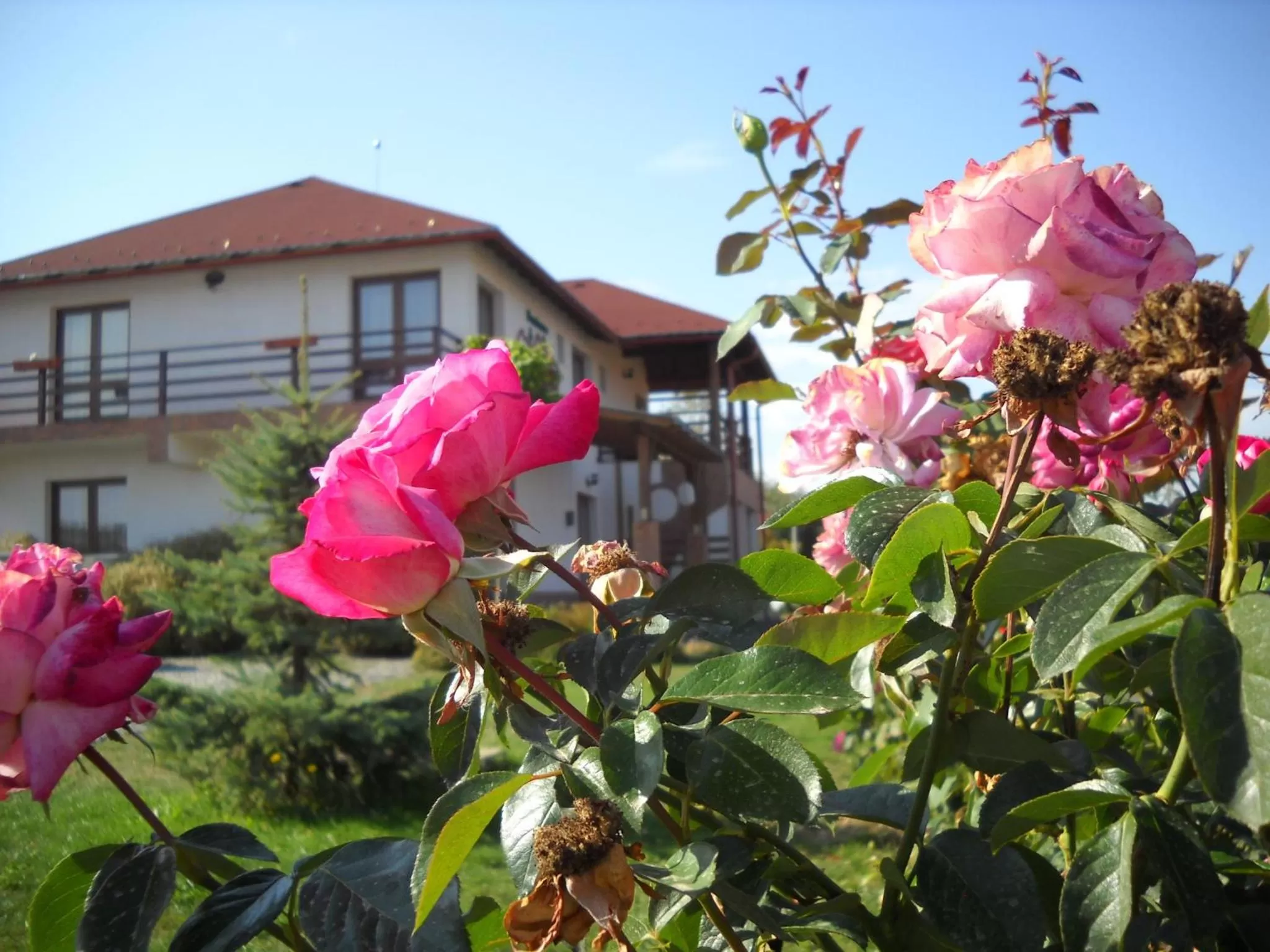 Property building in Horizont Panzio